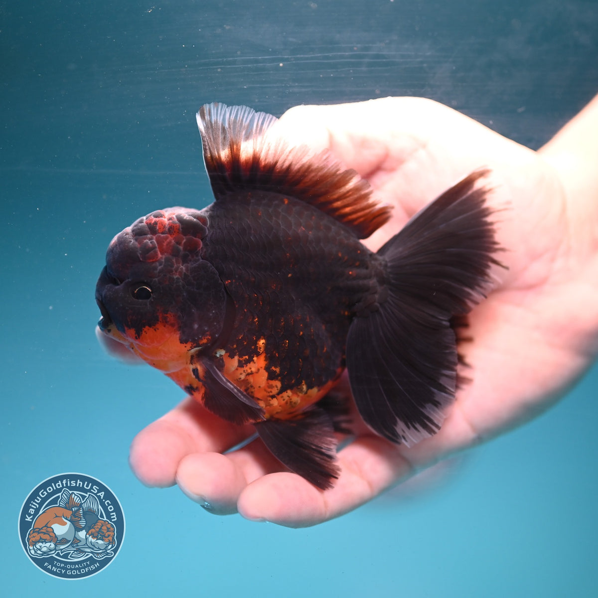 Red Kirin Orchid Tail Oranda 3.5 inch Body (260904_OR08)
