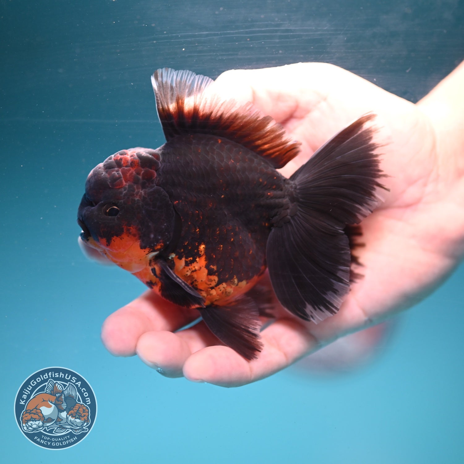 Red Kirin Orchid Tail Oranda 3.5 inch Body (260904_OR08)