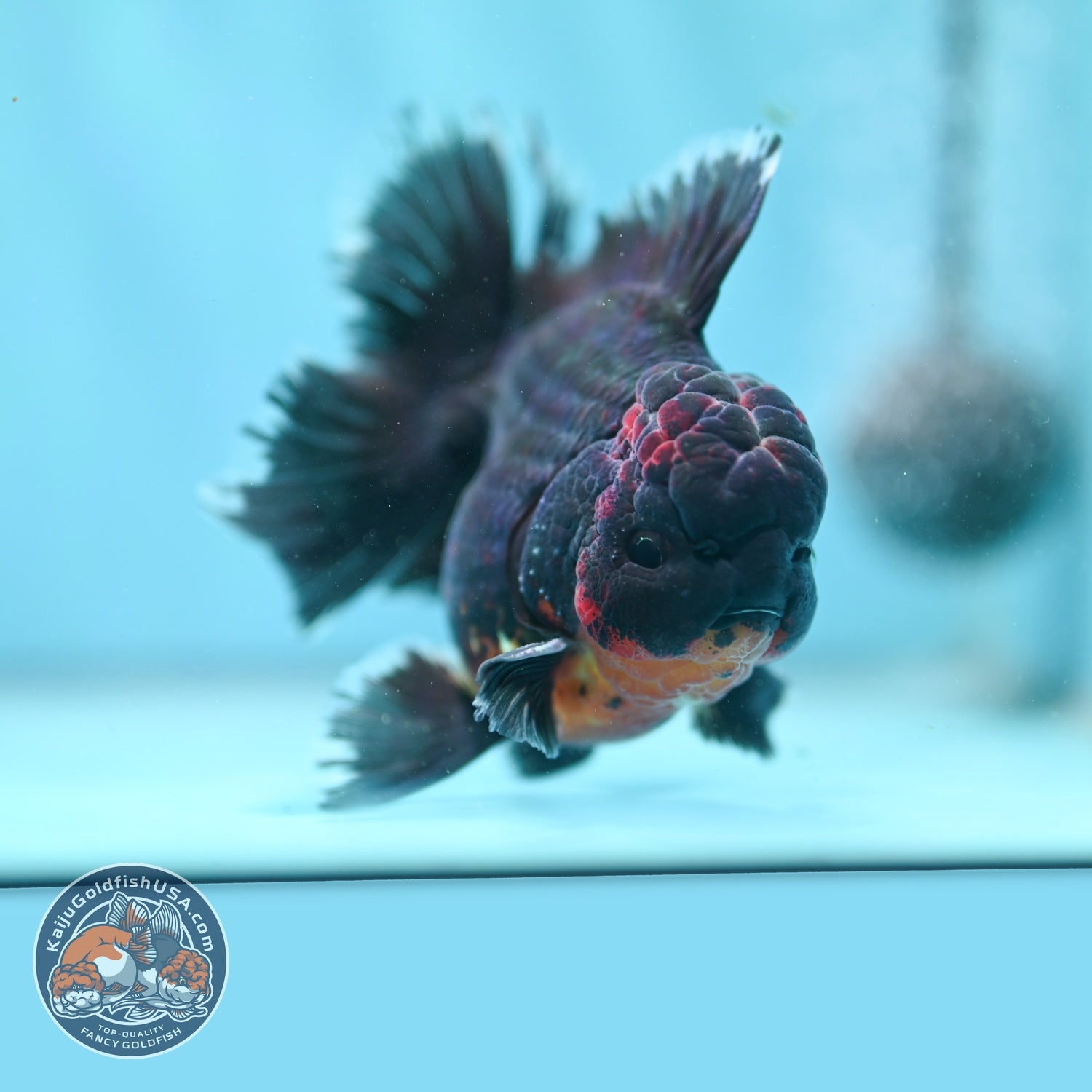 Red Kirin Orchid Tail Oranda 3.5 inch Body (260904_OR08)