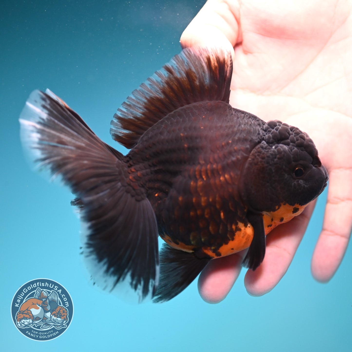 Red Kirin Rose Tail Oranda 4 inch Body (260821_OR03)
