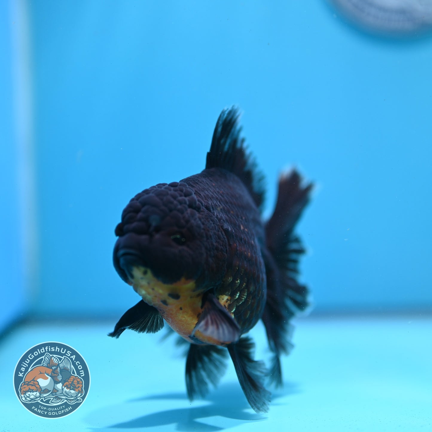 Red Kirin Rose Tail Oranda 4 inch Body (260821_OR03)