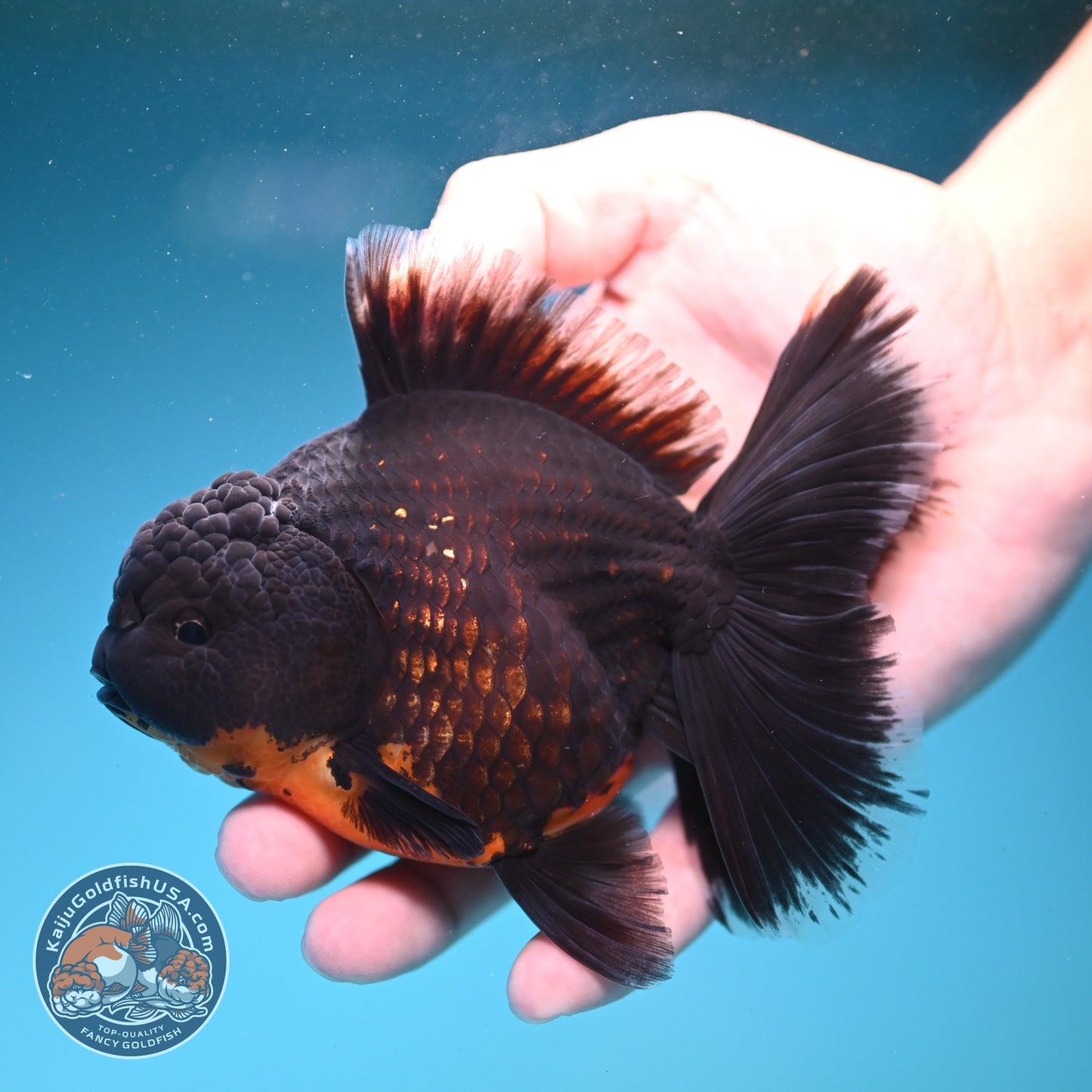 Red Kirin Rose Tail Oranda 4 inch Body (260821_OR03)