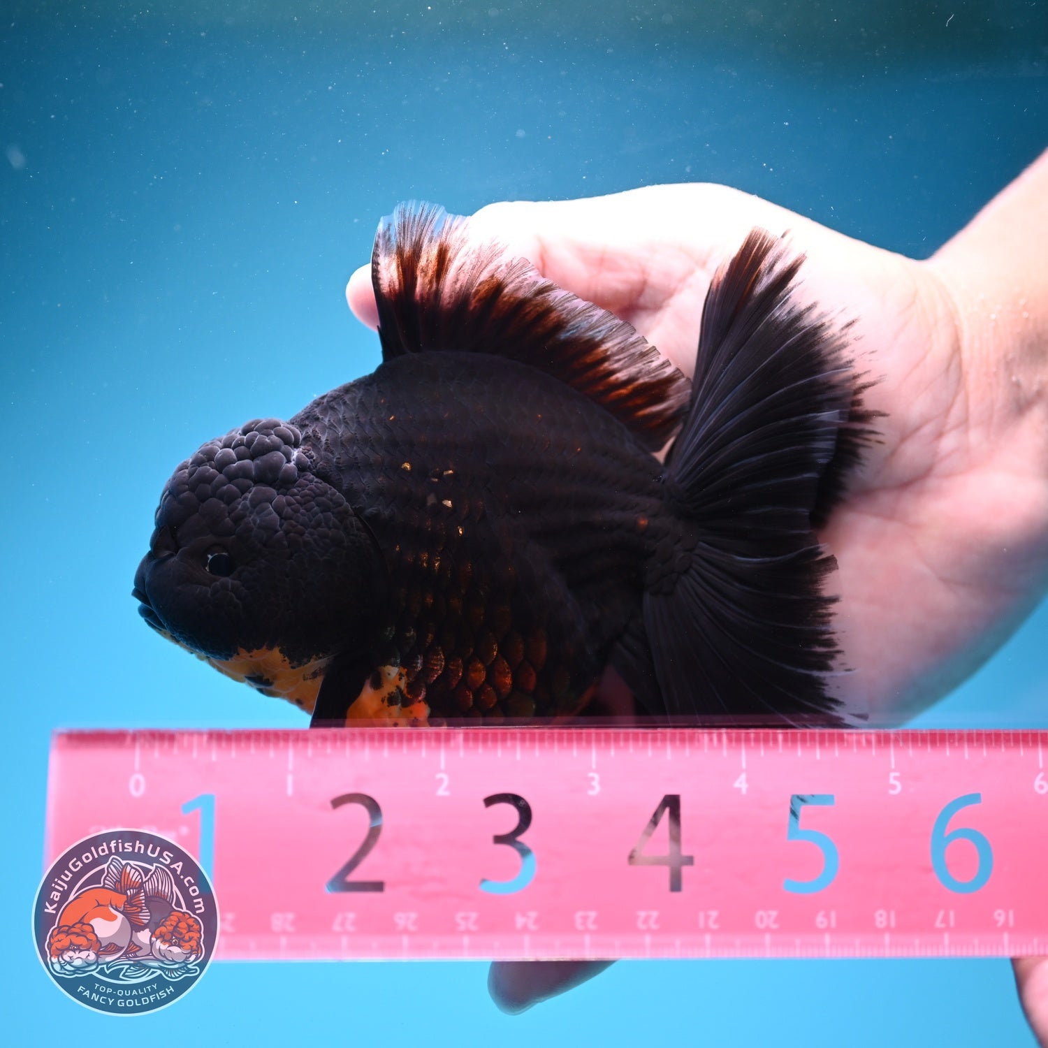 Red Kirin Rose Tail Oranda 4 inch Body (260821_OR03)