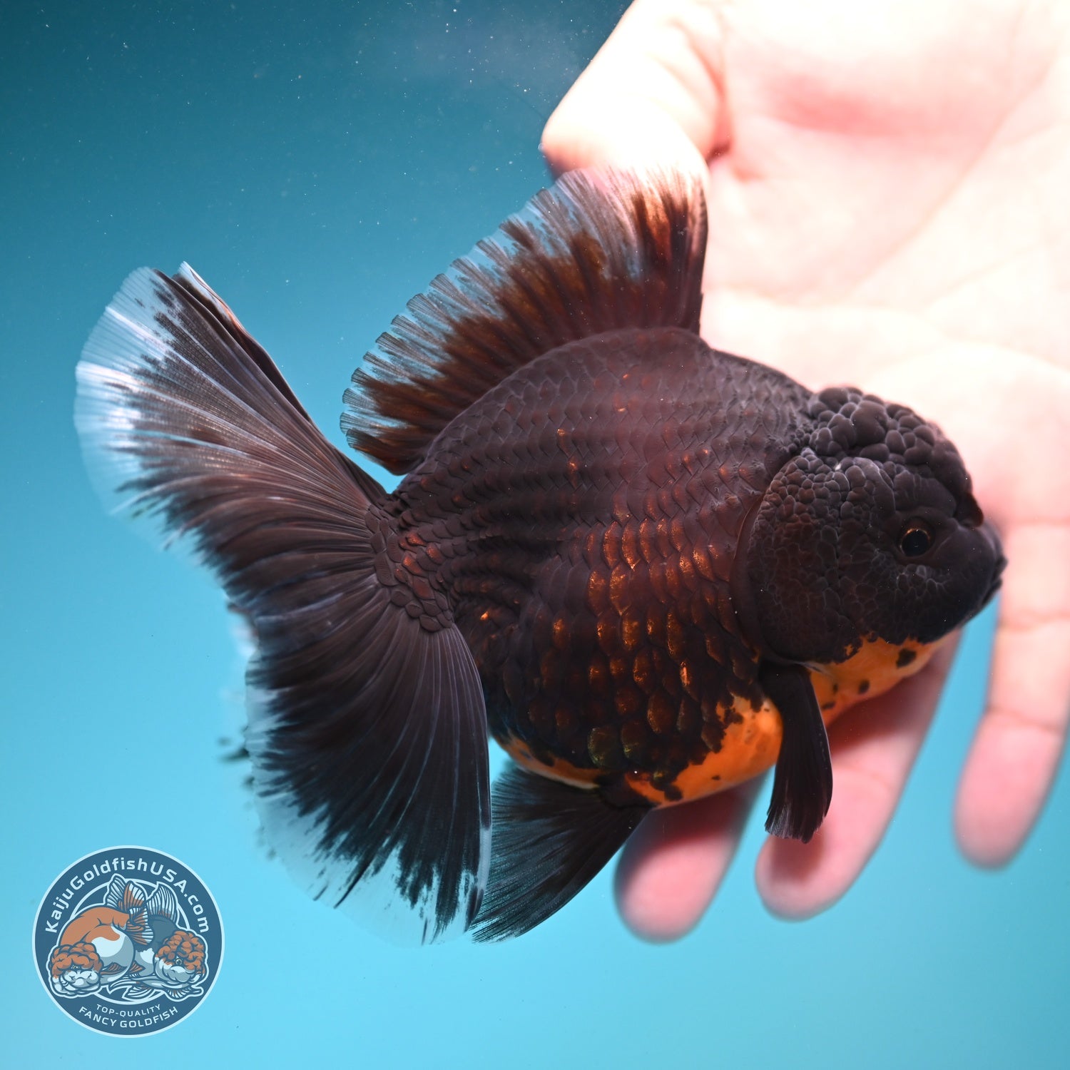 Red Kirin Rose Tail Oranda 4 inch Body (260821_OR03)