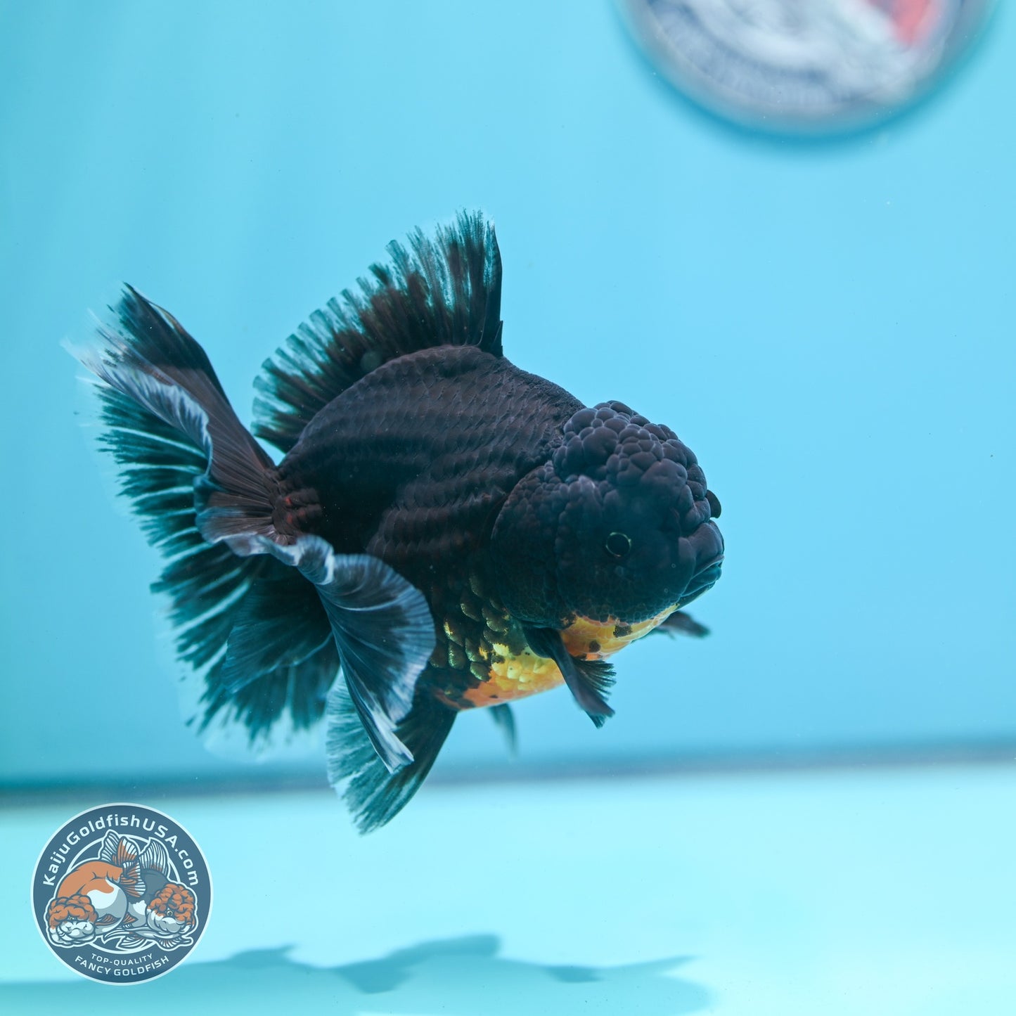 Red Kirin Rose Tail Oranda 4 inch Body (260821_OR03)