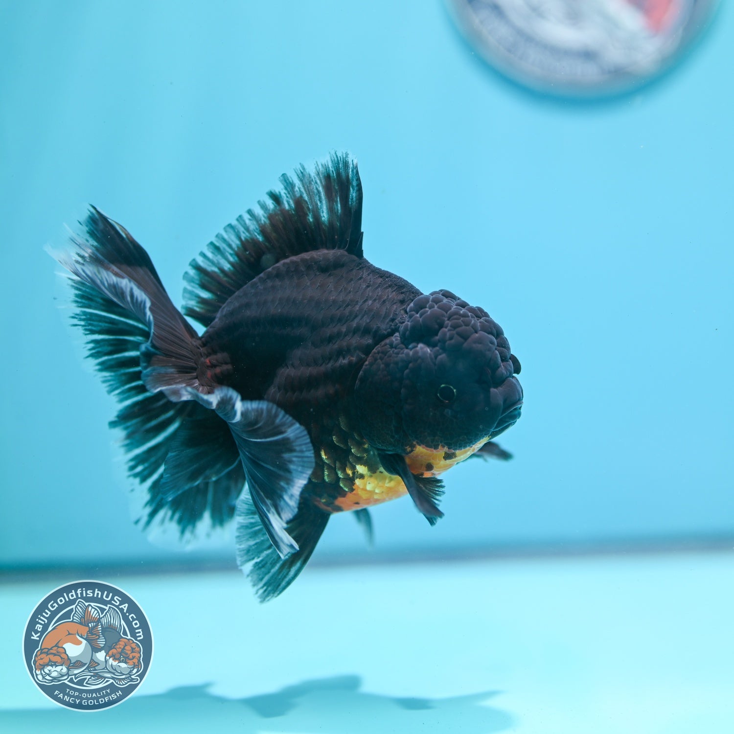 Red Kirin Rose Tail Oranda 4 inch Body (260821_OR03)