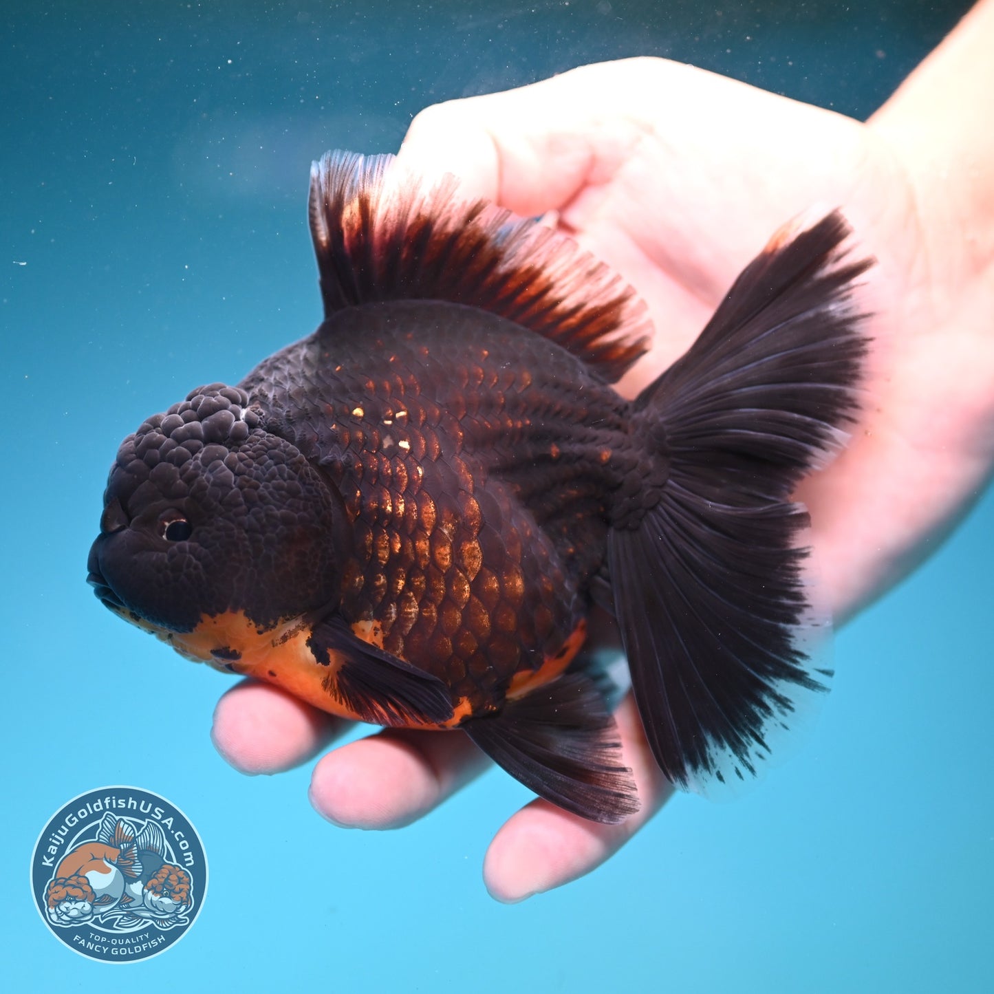Red Kirin Rose Tail Oranda 4 inch Body (260821_OR03)