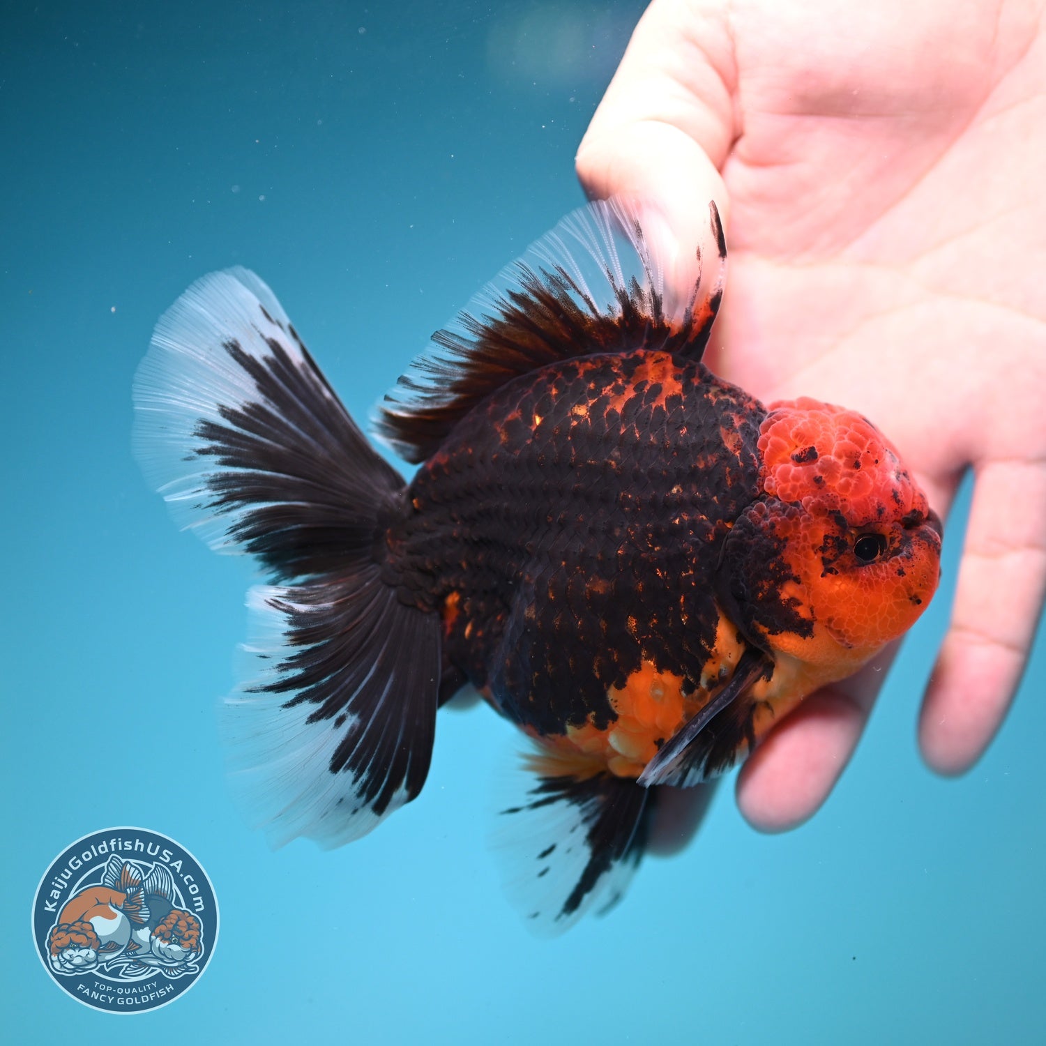 Red Kirin Rose Tail Oranda 4 inch Body (260828_OR23)