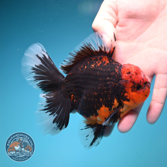 Red Kirin Rose Tail Oranda 4 inch Body (260828_OR23)