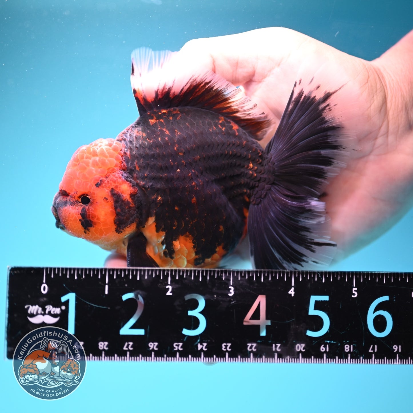 Red Kirin Rose Tail Oranda 4 inch Body (260828_OR23)