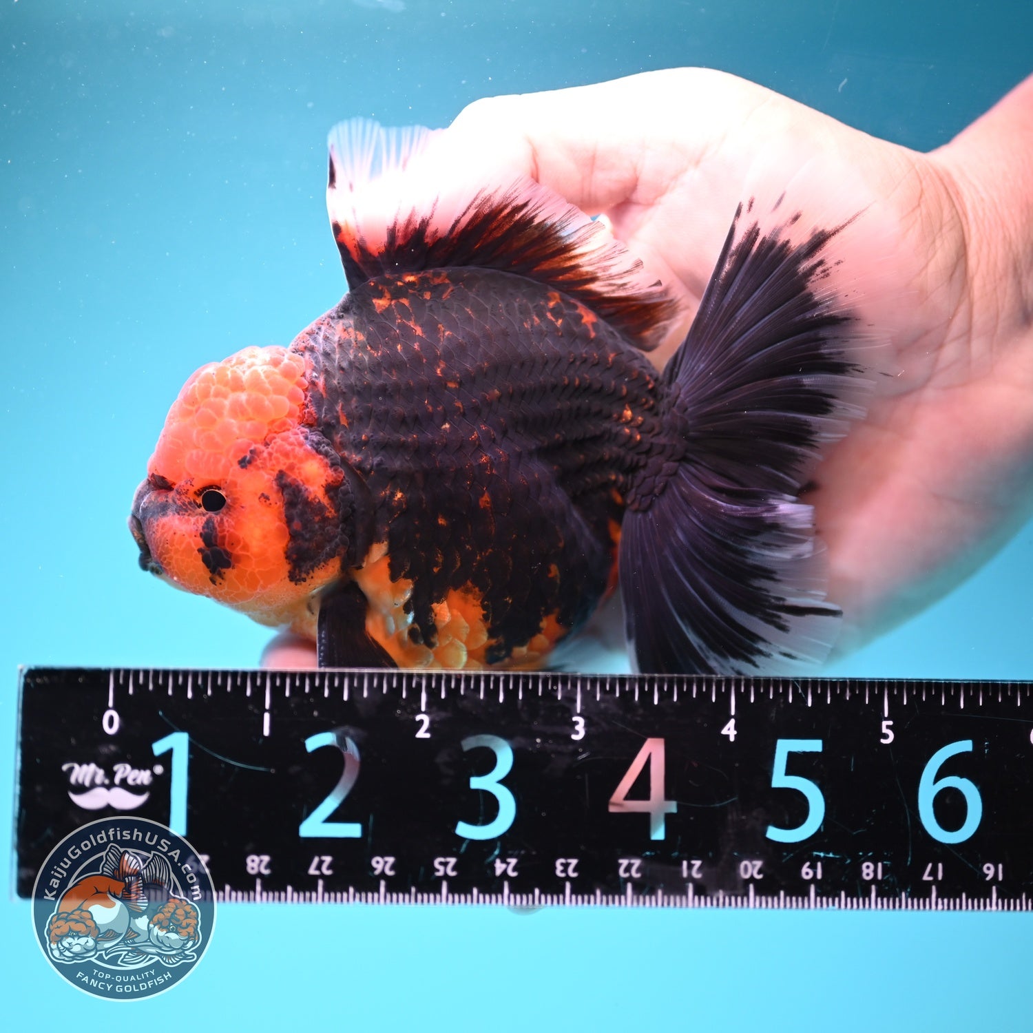 Red Kirin Rose Tail Oranda 4 inch Body (260828_OR23)