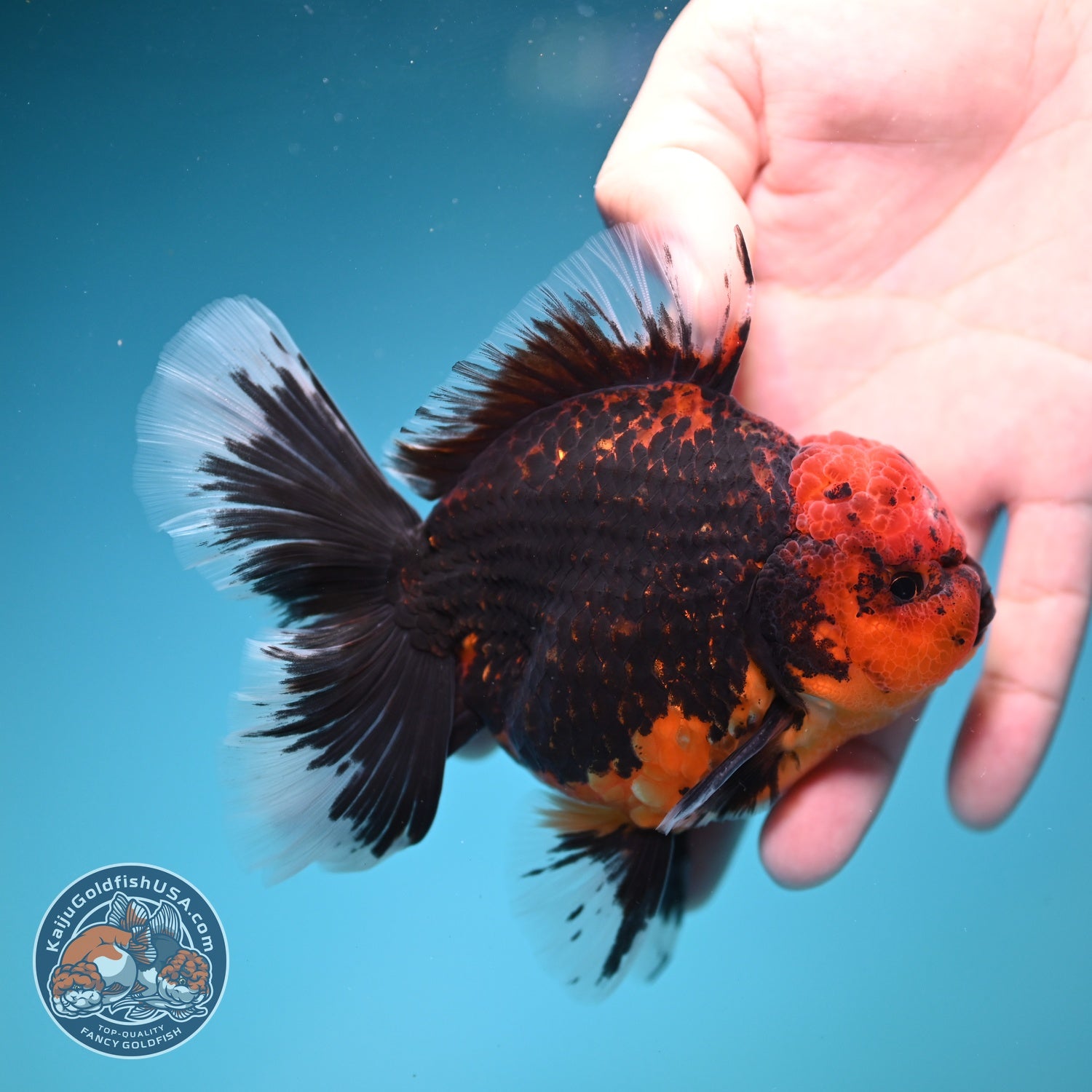Red Kirin Rose Tail Oranda 4 inch Body (260828_OR23)