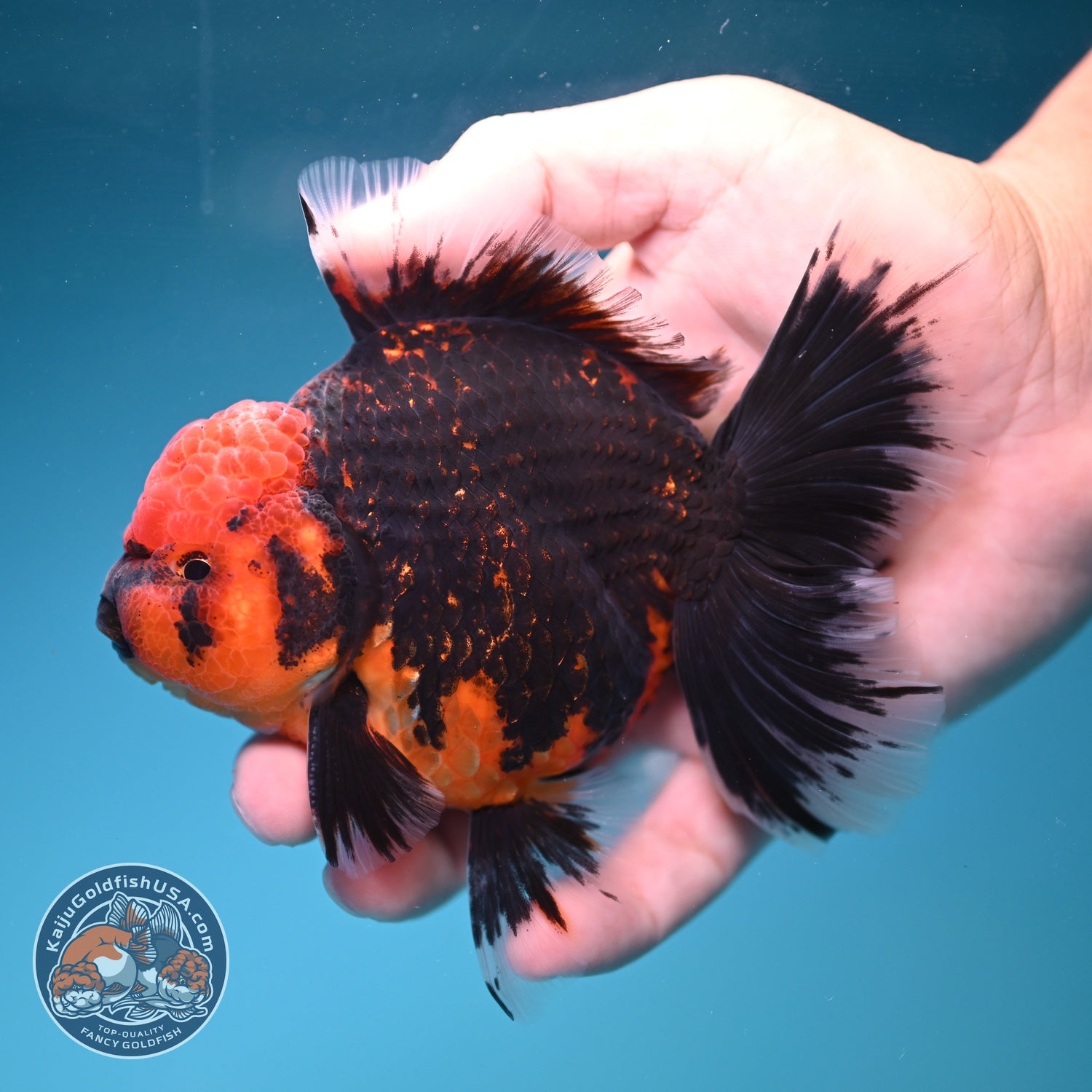 Red Kirin Rose Tail Oranda 4 inch Body (260828_OR23)