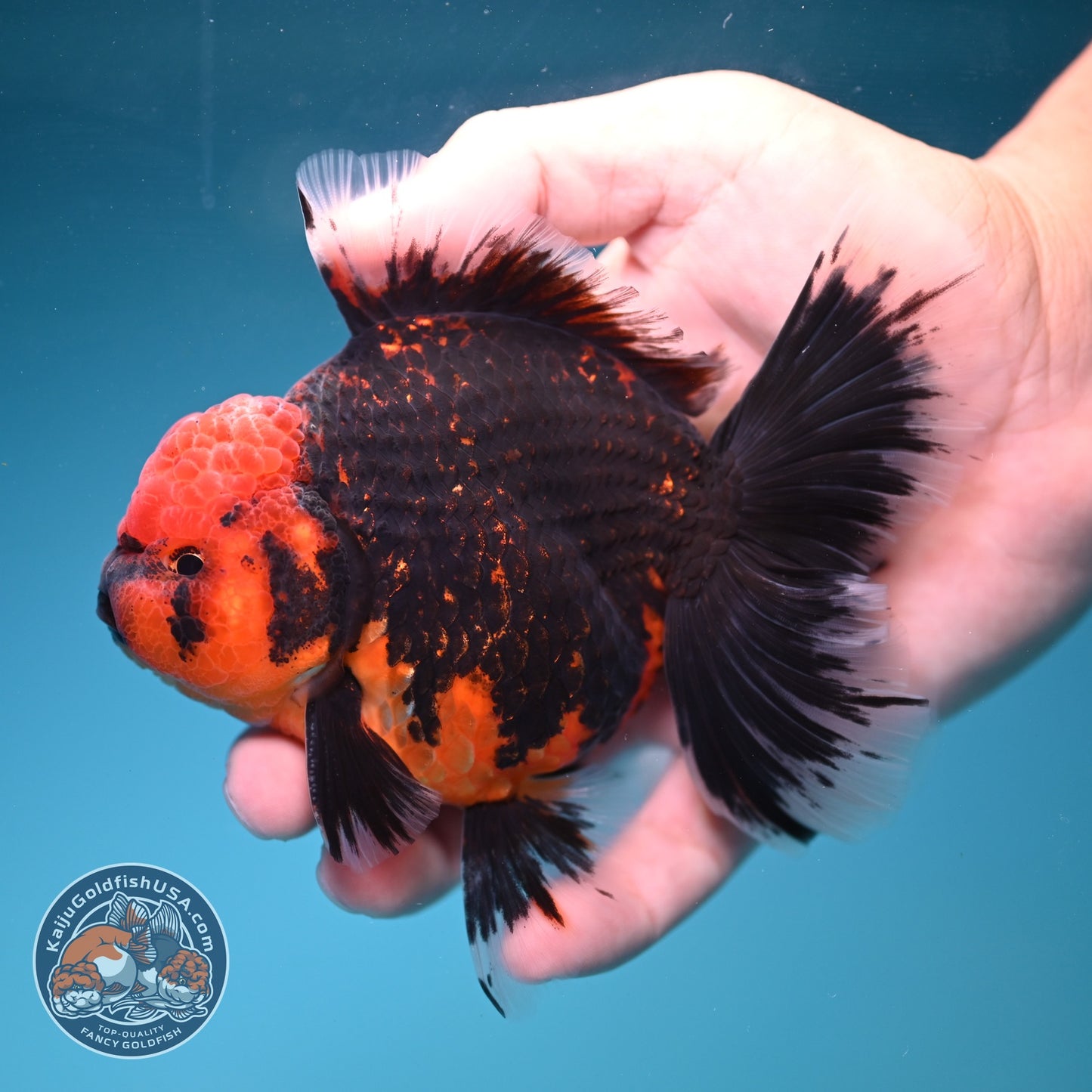 Red Kirin Rose Tail Oranda 4 inch Body (260828_OR23)