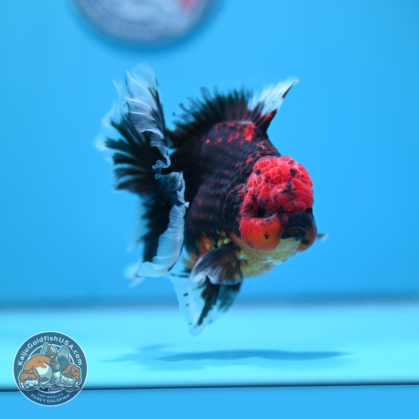 Red Kirin Rose Tail Oranda 4 inch Body (260828_OR23)