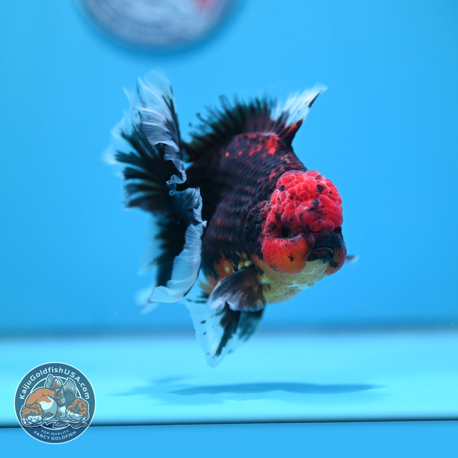 Red Kirin Rose Tail Oranda 4 inch Body (260828_OR23)