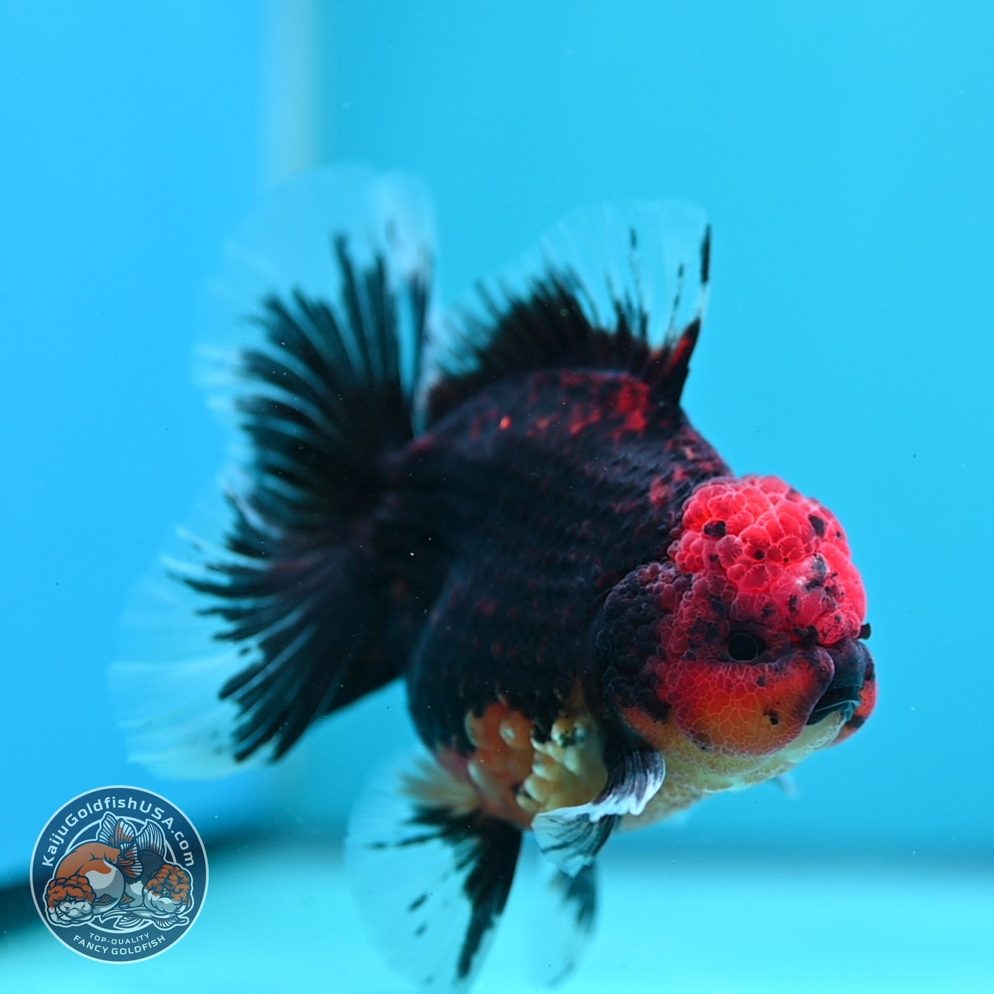 Red Kirin Rose Tail Oranda 4 inch Body (260828_OR23)