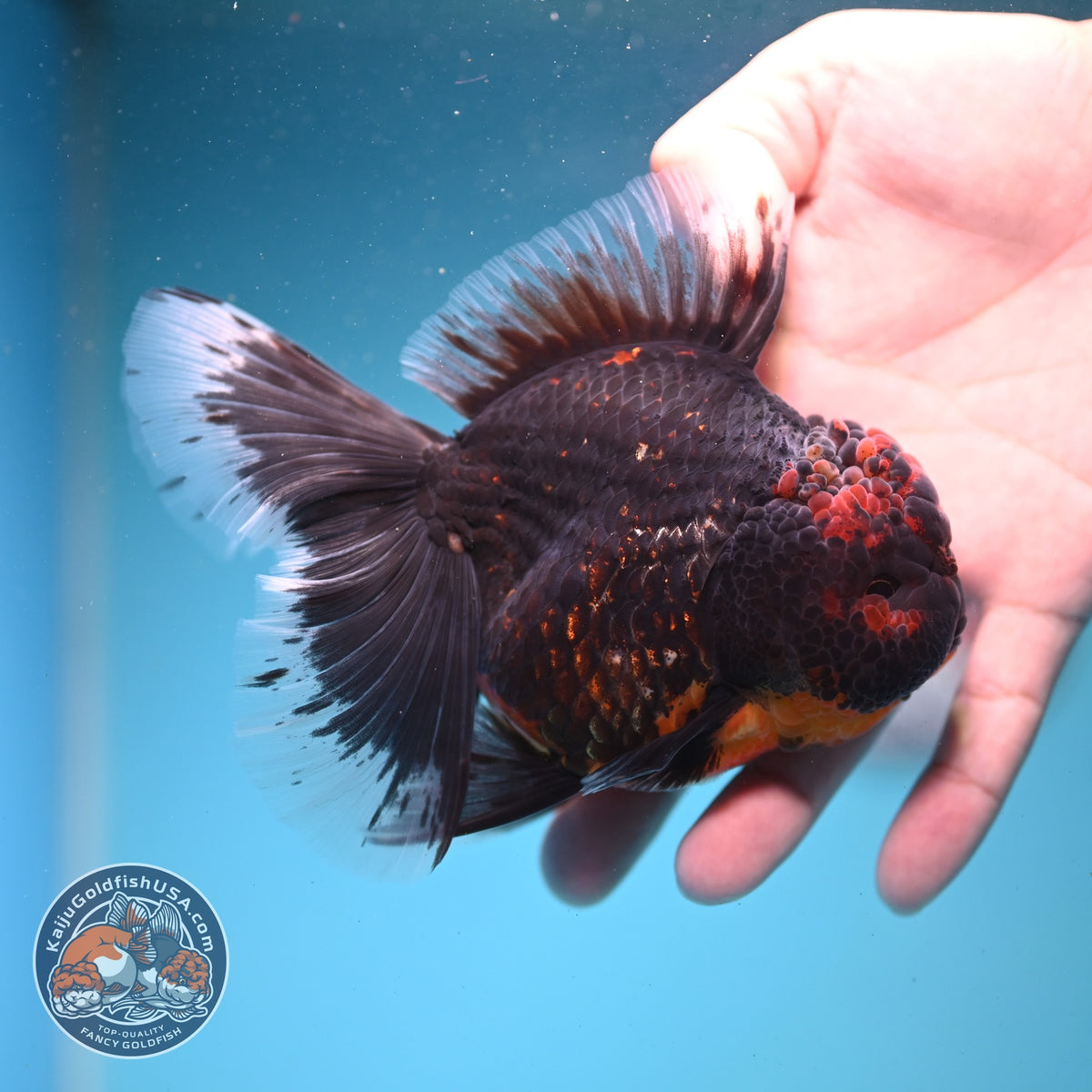 Red Kirin Rose Tail Oranda 4 inch Body (261002_OR09)