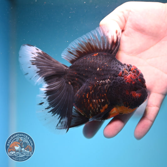 Red Kirin Rose Tail Oranda 4 inch Body (261002_OR09)