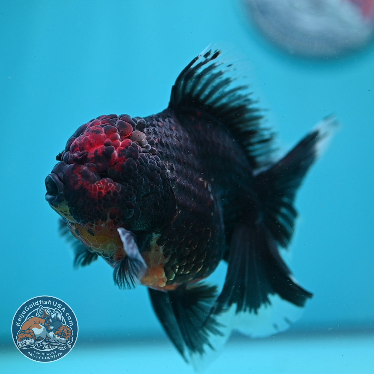 Red Kirin Rose Tail Oranda 4 inch Body (261002_OR09)
