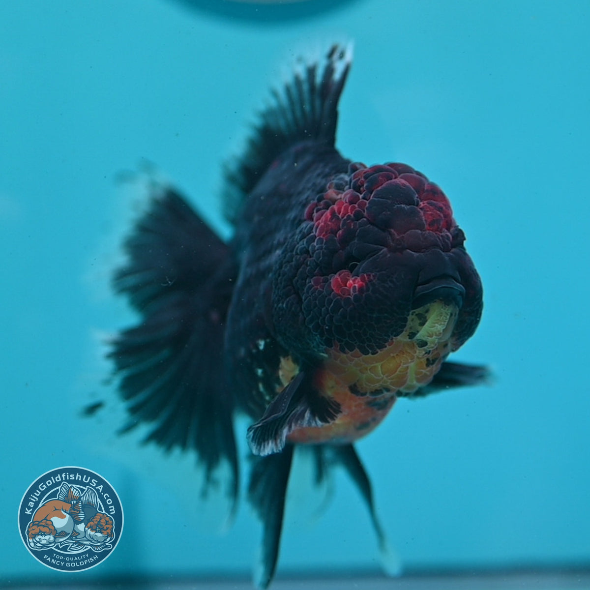 Red Kirin Rose Tail Oranda 4 inch Body (261002_OR09)