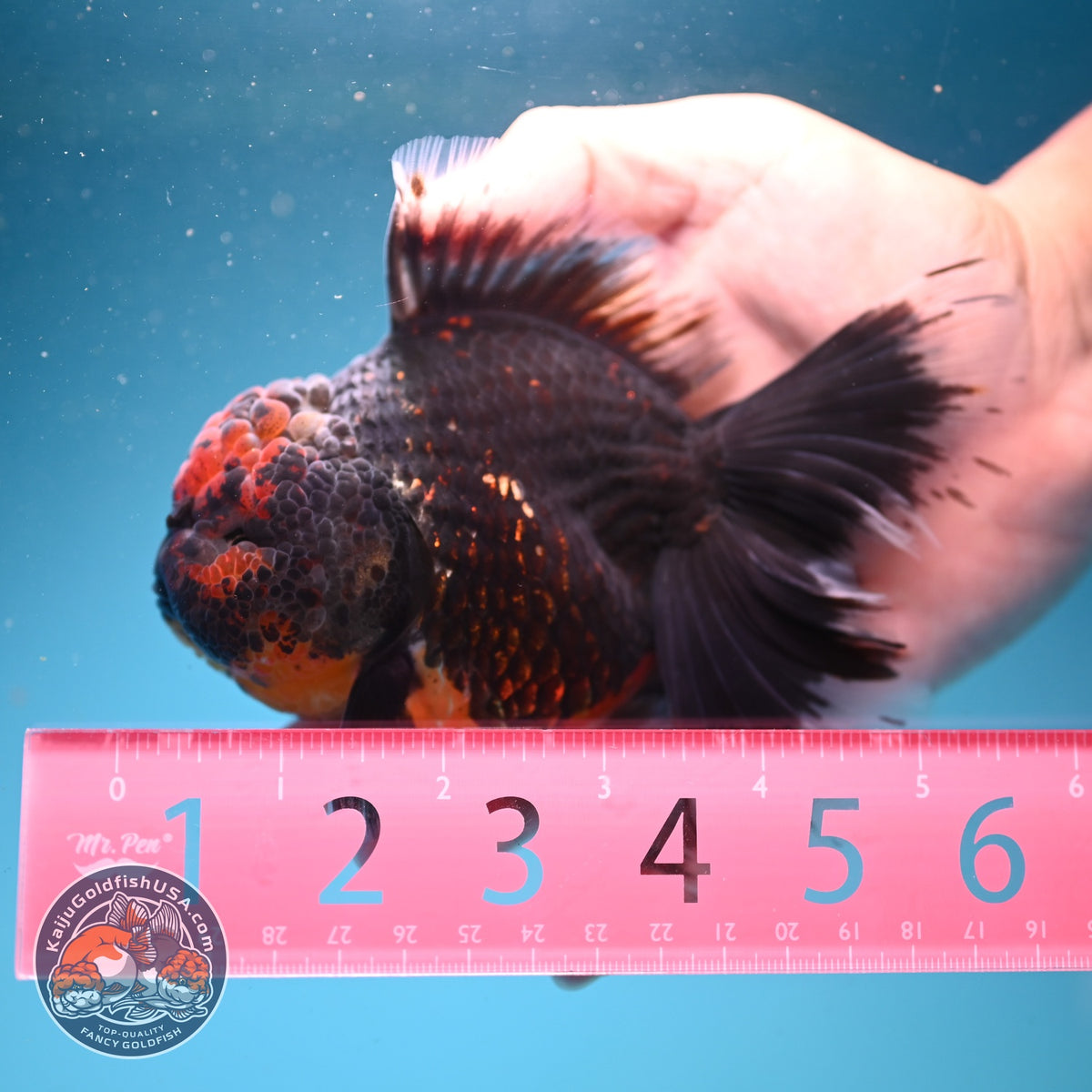 Red Kirin Rose Tail Oranda 4 inch Body (261002_OR09)