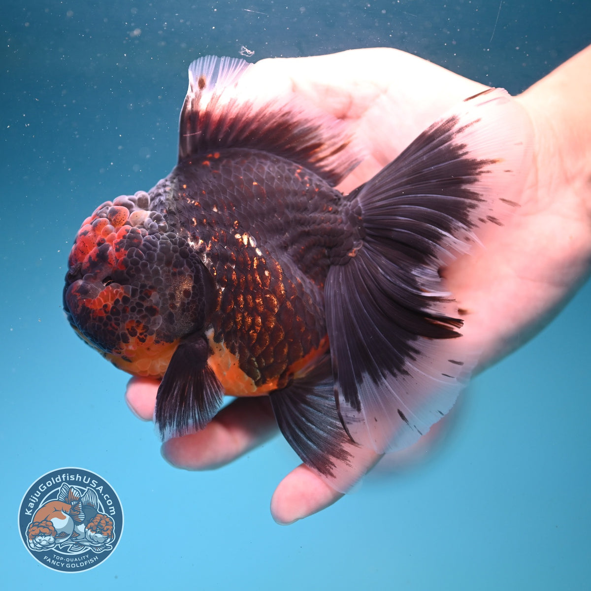 Red Kirin Rose Tail Oranda 4 inch Body (261002_OR09)
