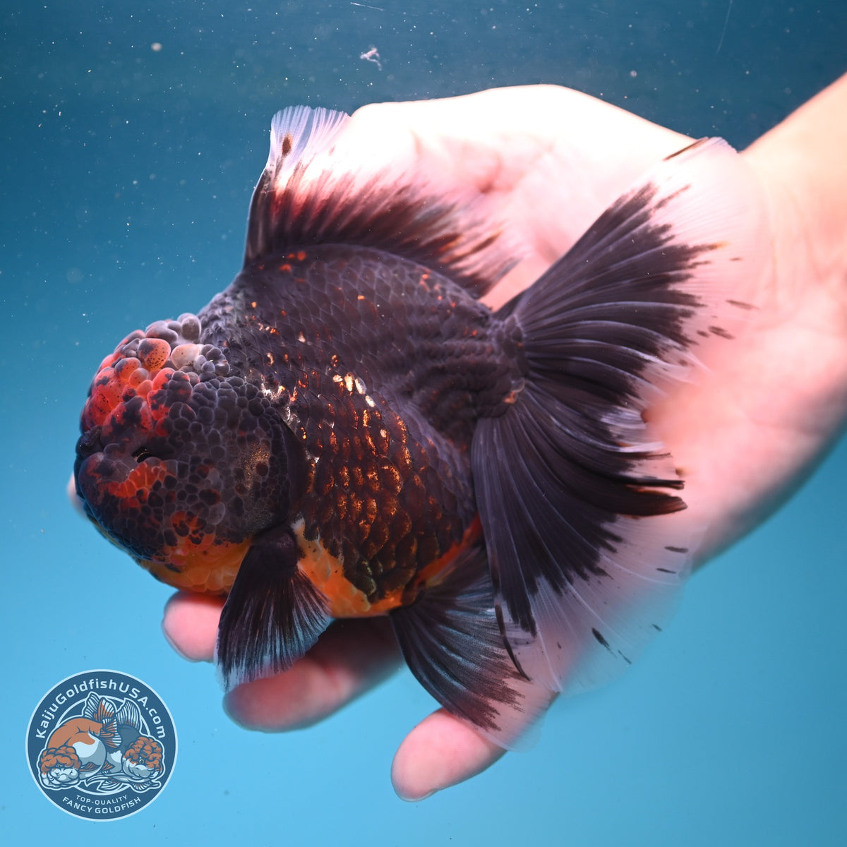 Red Kirin Rose Tail Oranda 4 inch Body (261002_OR09)