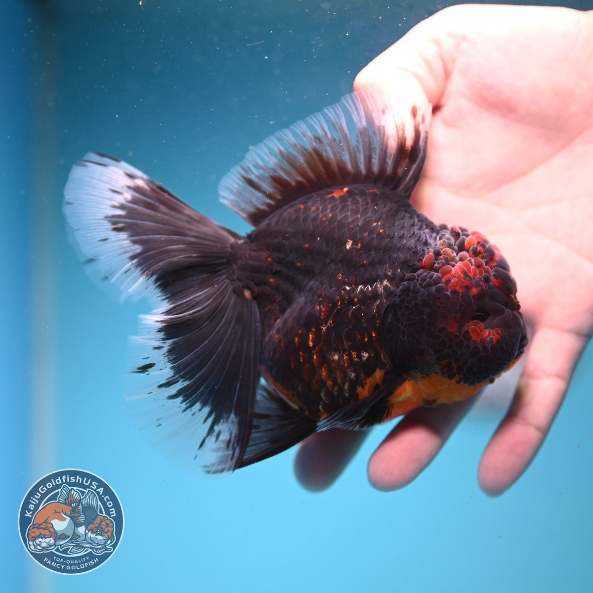Red Kirin Rose Tail Oranda 4 inch Body (261002_OR09)
