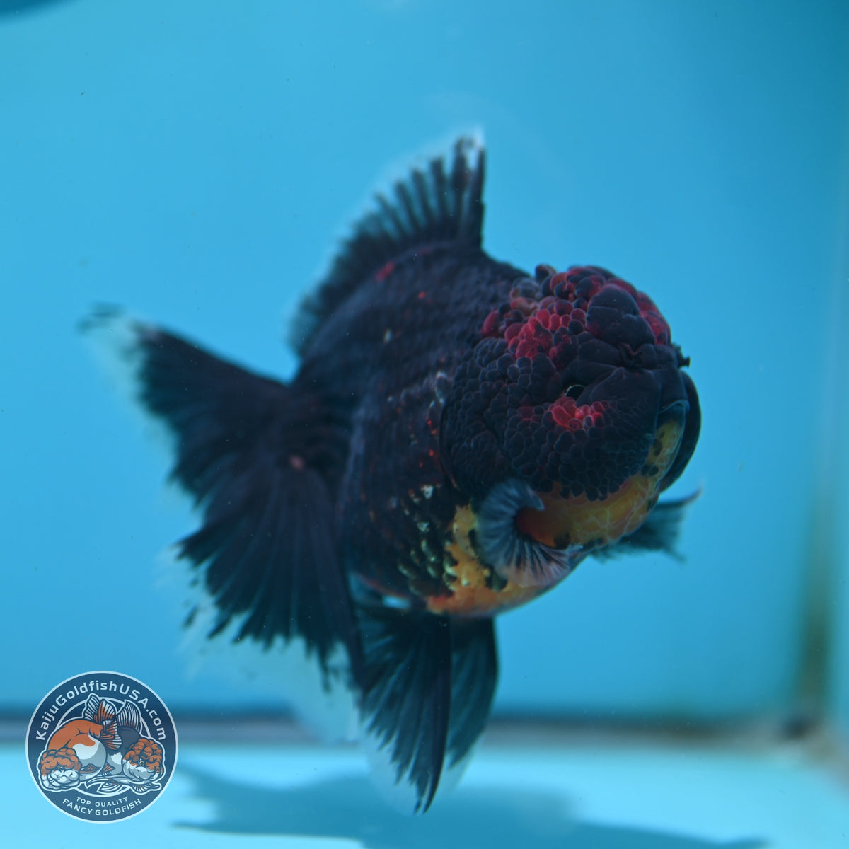 Red Kirin Rose Tail Oranda 4 inch Body (261002_OR09)