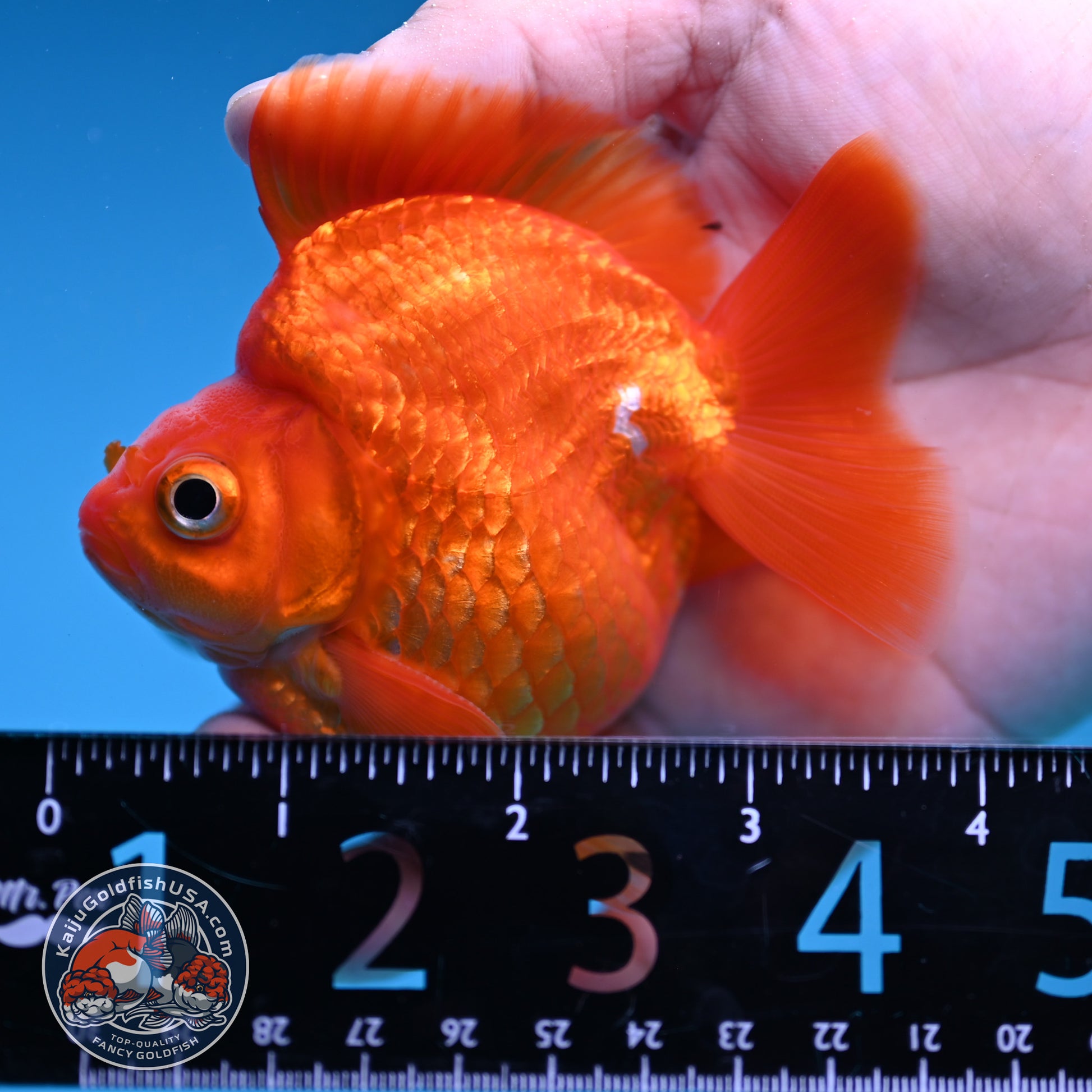 Red Ryukin 3 inch Body (251219_RY02)