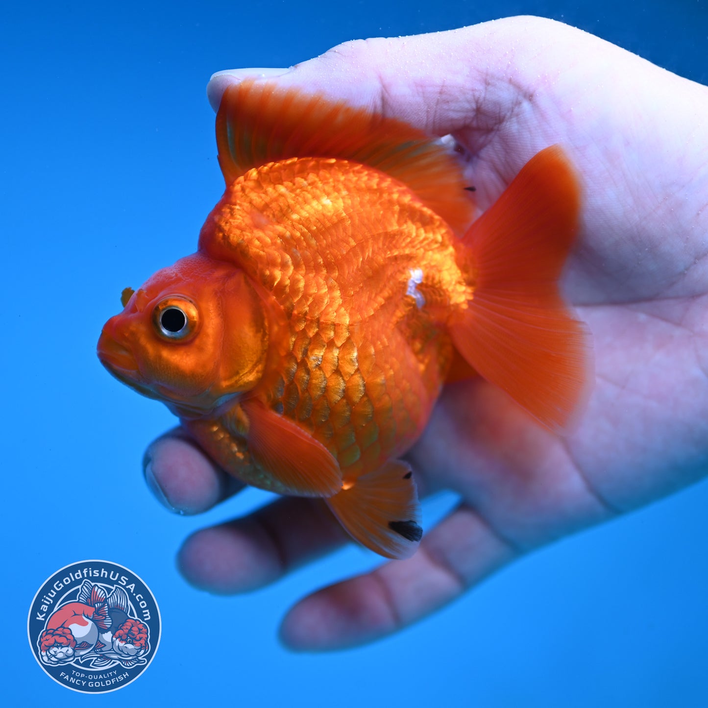 Red Ryukin 3 inch Body (251219_RY02)