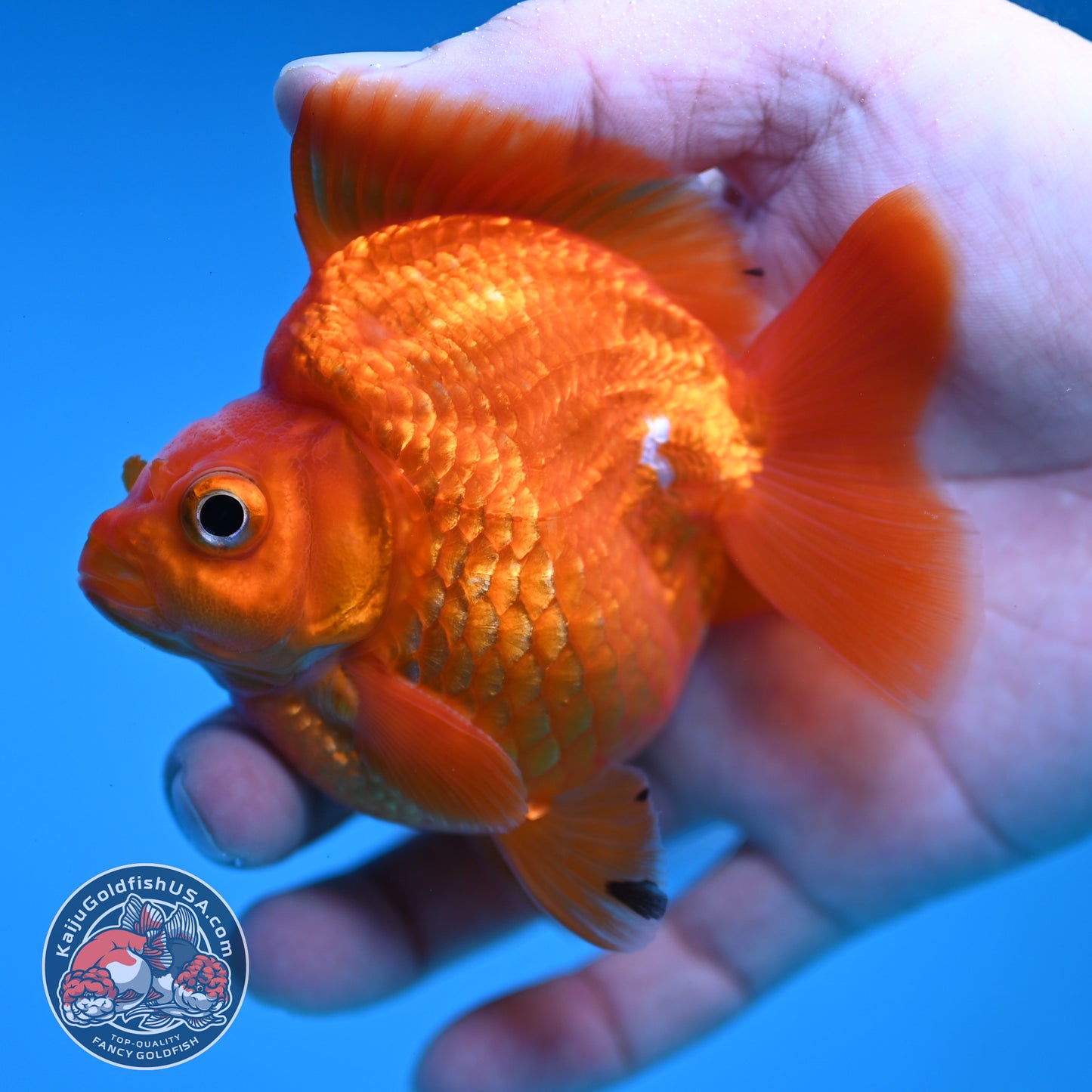 Red Ryukin 3 inch Body (251219_RY02)