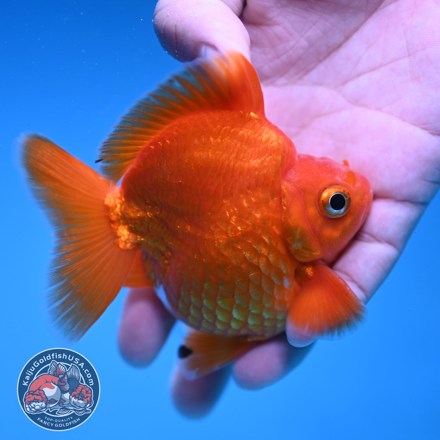 Red Ryukin 3 inch Body (251219_RY02)