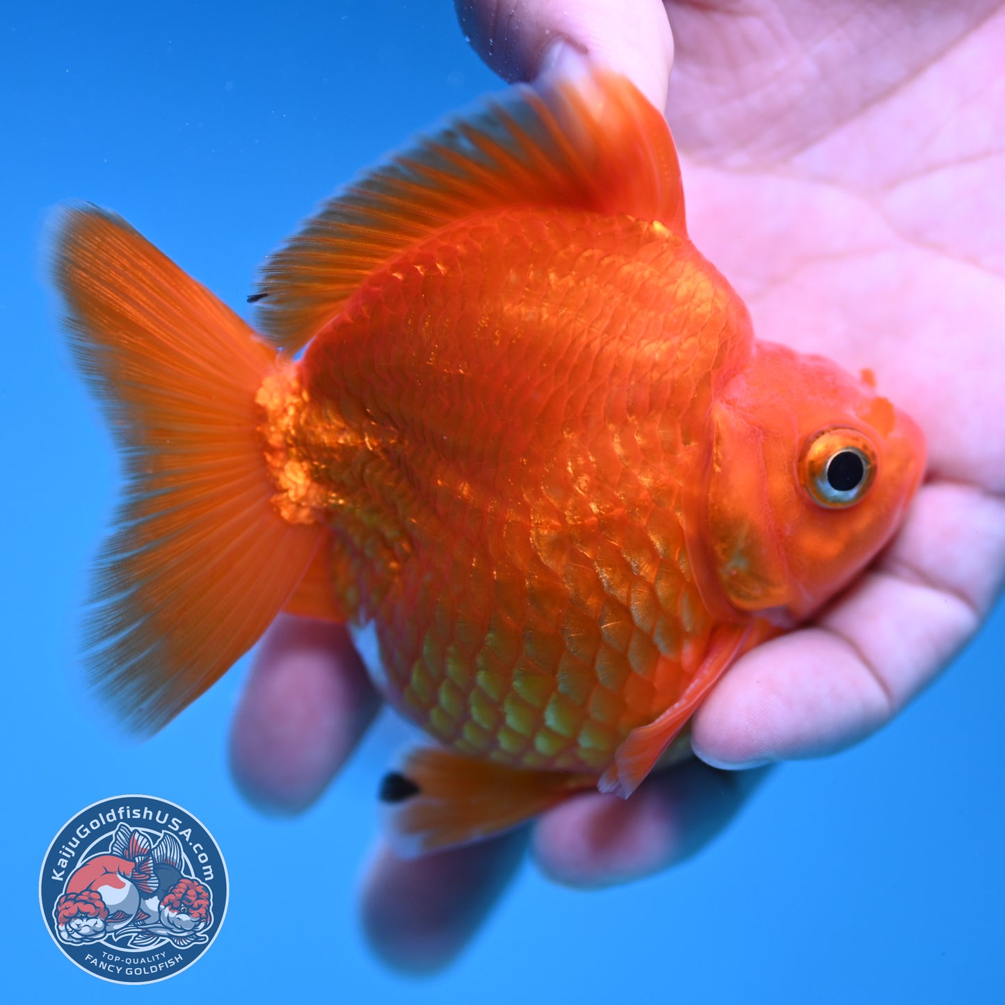 Red Ryukin 3 inch Body (251219_RY02)