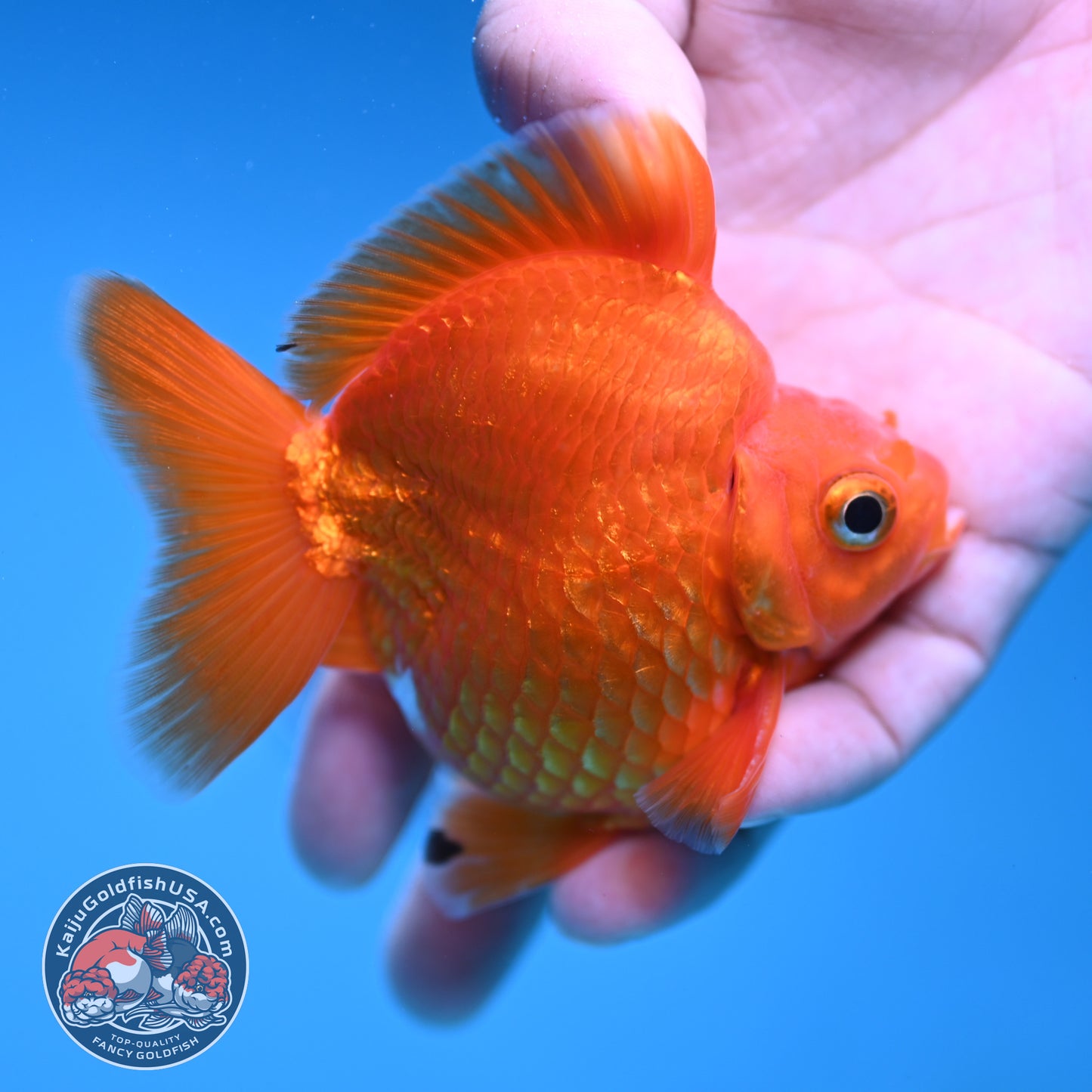 Red Ryukin 3 inch Body (251219_RY02)