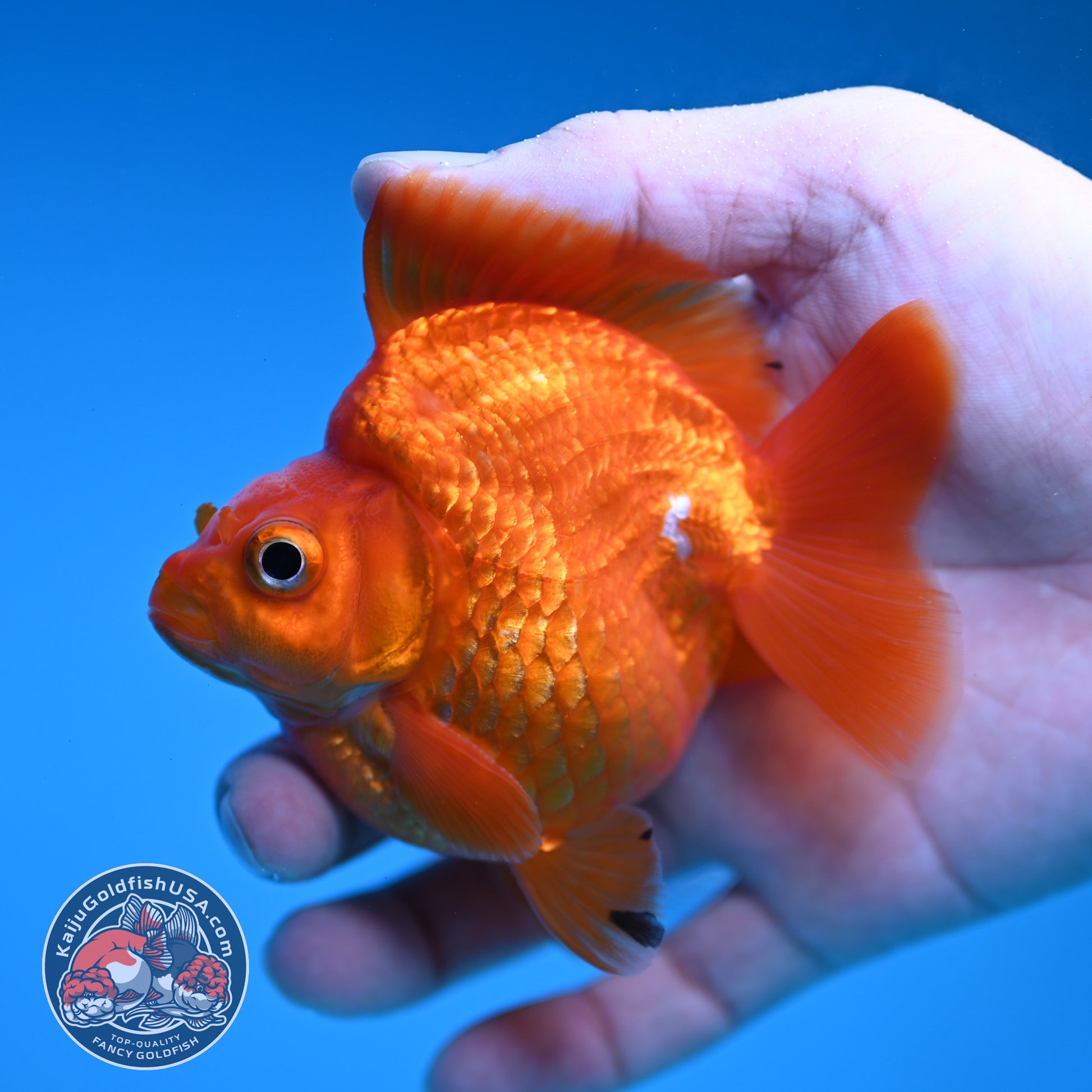 Red Ryukin 3 inch Body (251219_RY02)