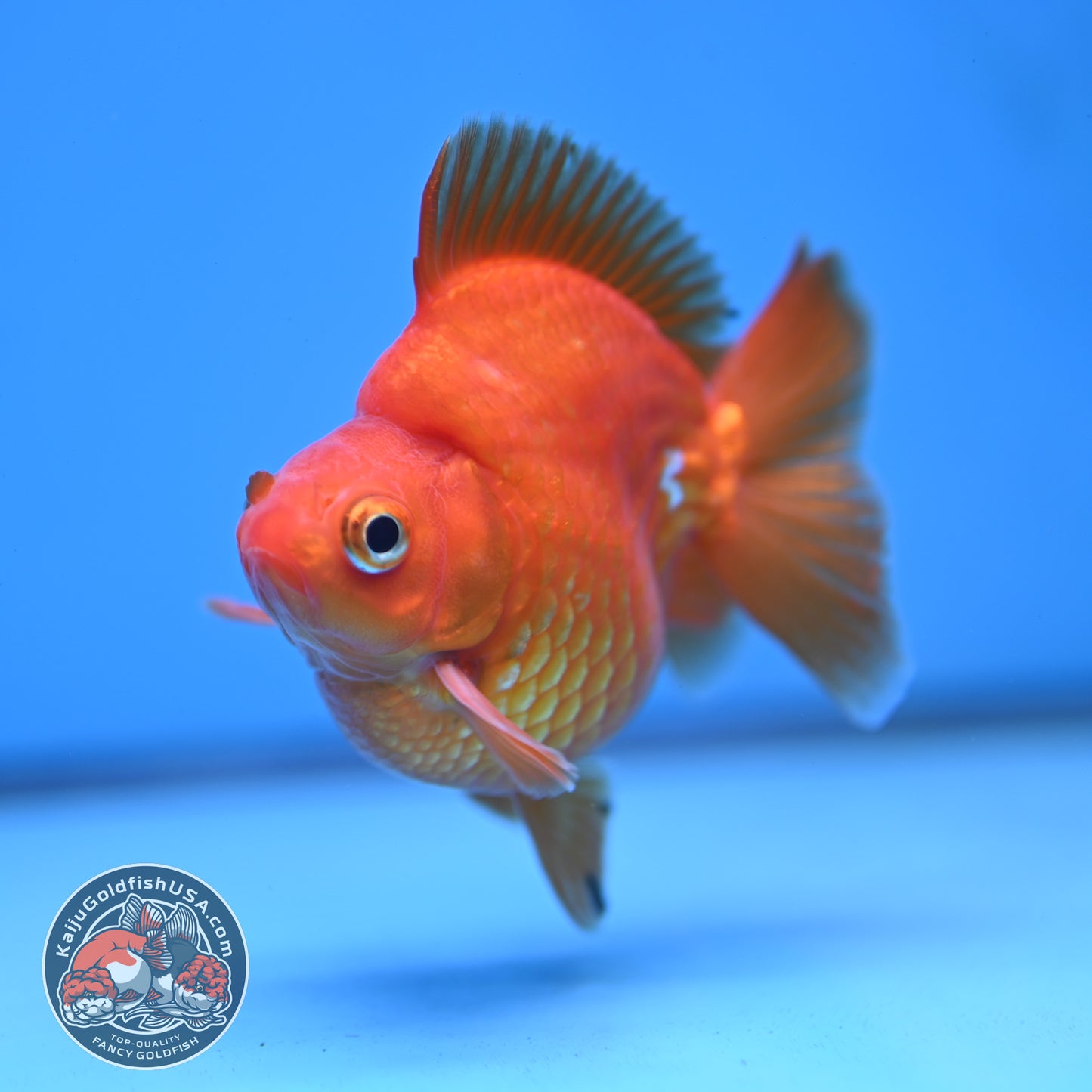 Red Ryukin 3 inch Body (251219_RY02)