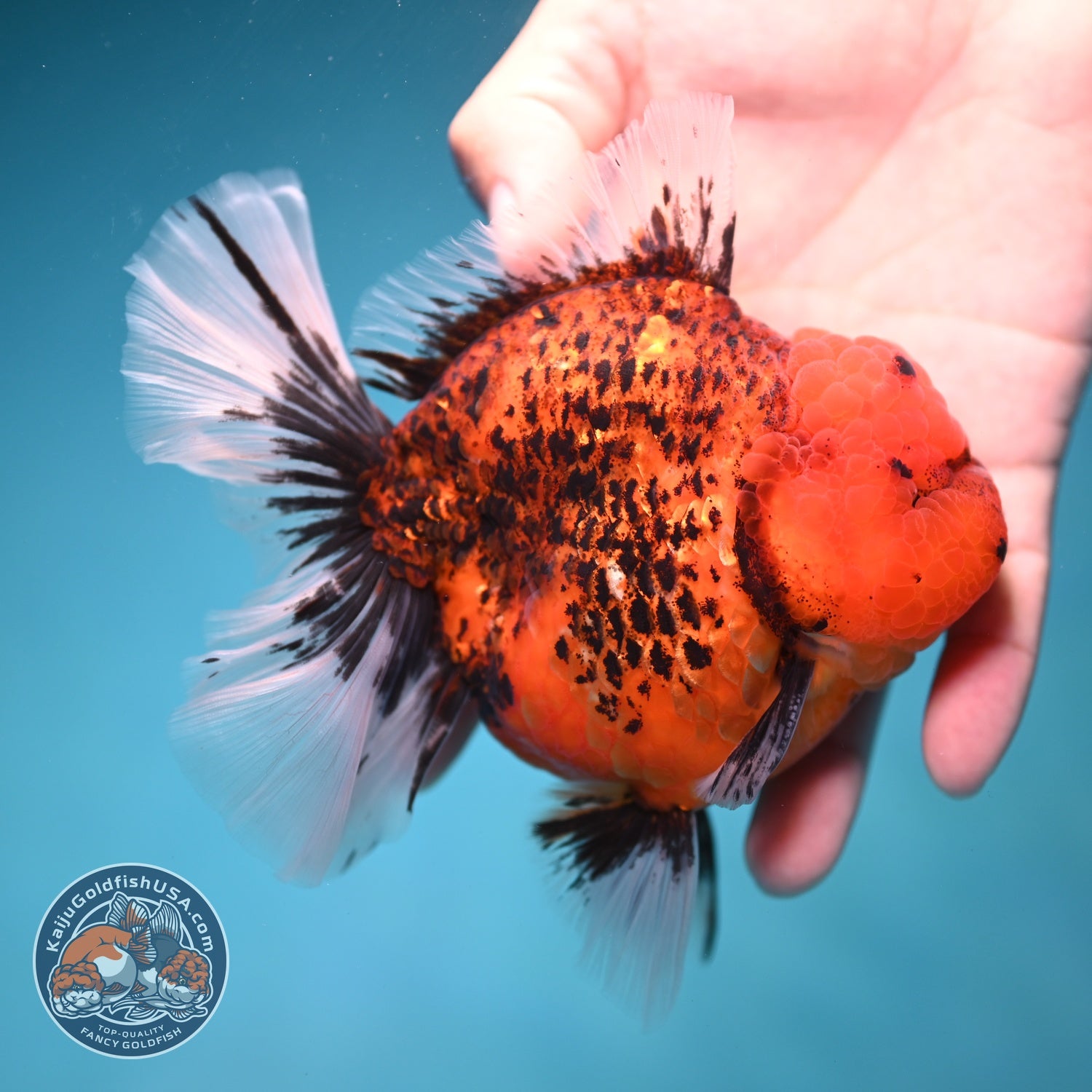 Red Tiger / Kirin Orchid Tail Oranda 3.8 inch Body (260814_OR22)