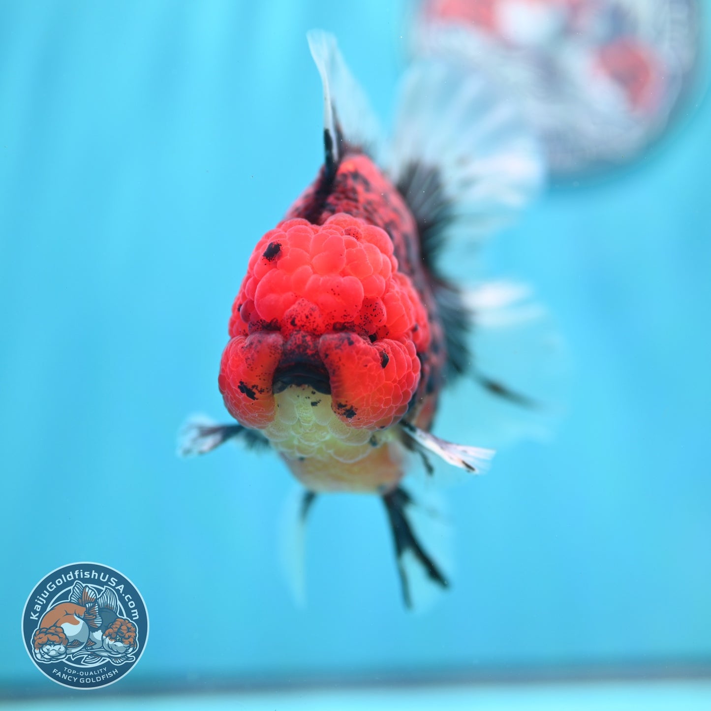 Red Tiger / Kirin Orchid Tail Oranda 3.8 inch Body (260814_OR22)