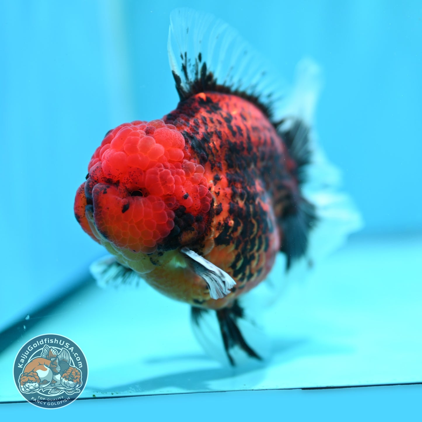 Red Tiger / Kirin Orchid Tail Oranda 3.8 inch Body (260814_OR22)