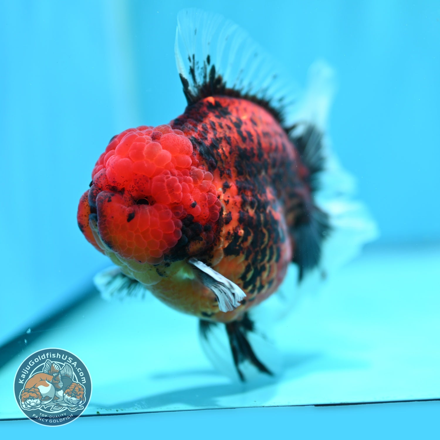 Red Tiger / Kirin Orchid Tail Oranda 3.8 inch Body (260814_OR22)