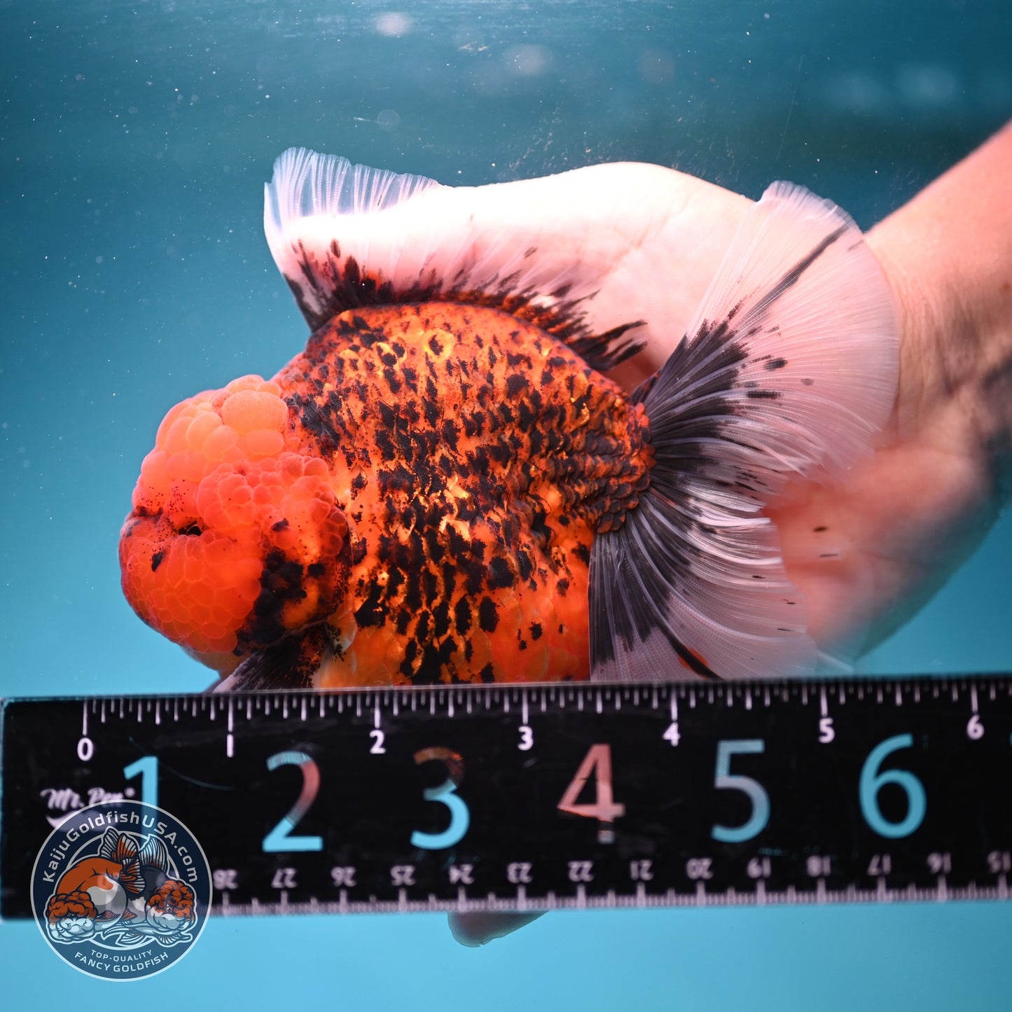 Red Tiger / Kirin Orchid Tail Oranda 3.8 inch Body (260814_OR22)