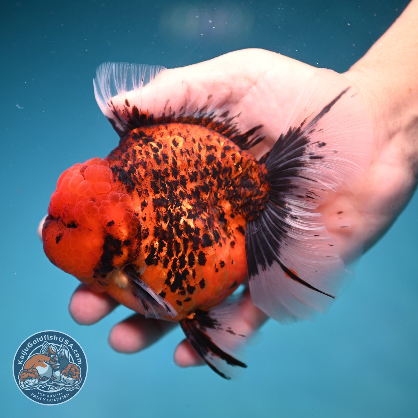Red Tiger / Kirin Orchid Tail Oranda 3.8 inch Body (260814_OR22)