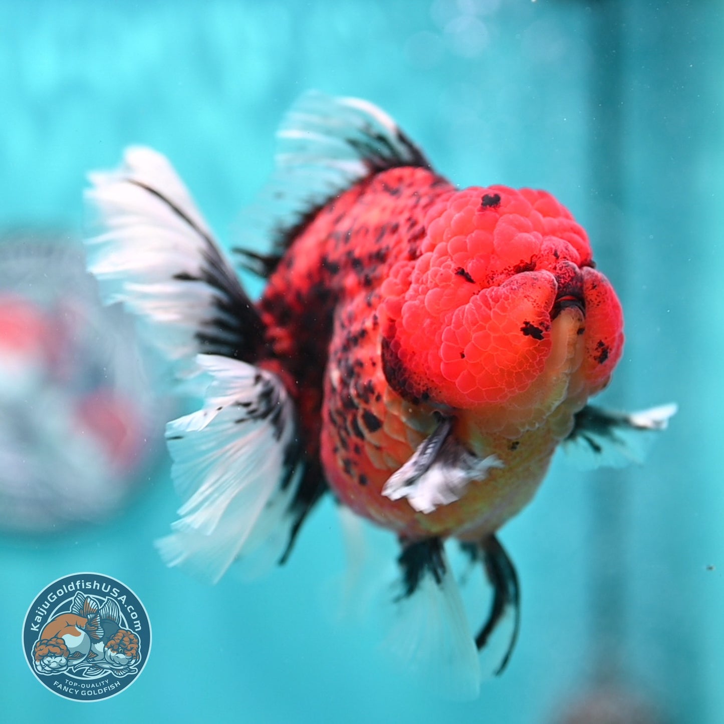 Red Tiger / Kirin Orchid Tail Oranda 3.8 inch Body (260814_OR22)