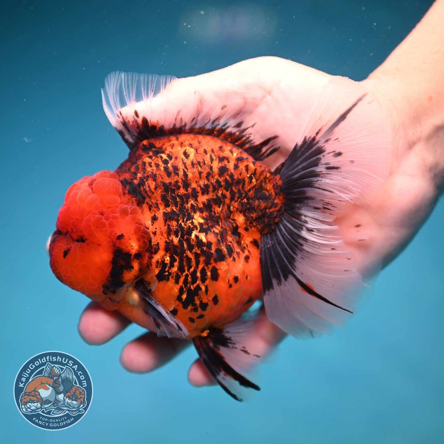 Red Tiger / Kirin Orchid Tail Oranda 3.8 inch Body (260814_OR22)