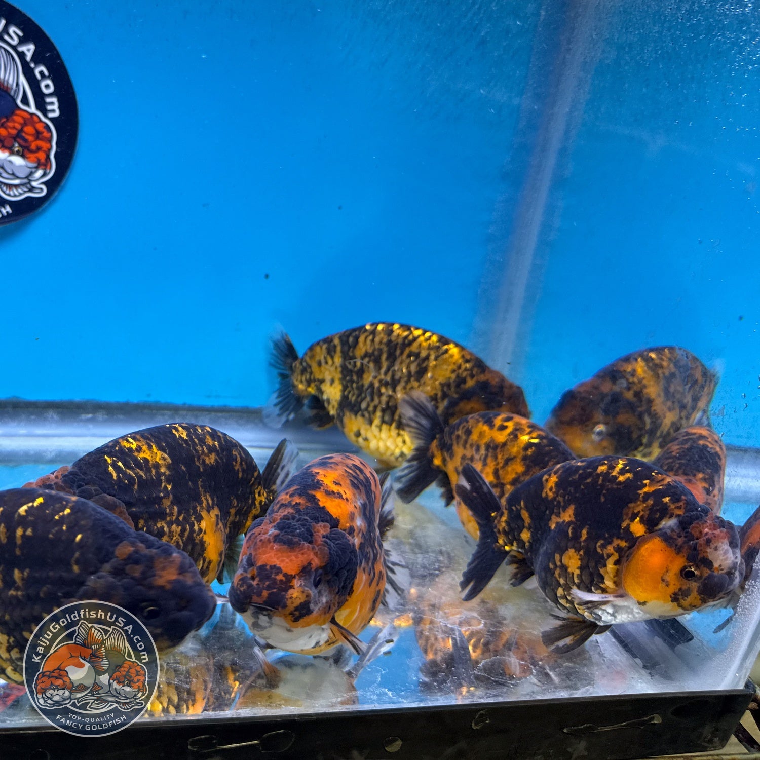 Red Tiger Ranchu 3.5-4 inch Body (260814_RC07) | We pick, you save!