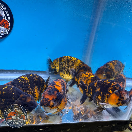 Red Tiger Ranchu 3.5-4 inch Body (260814_RC07) | We pick, you save!