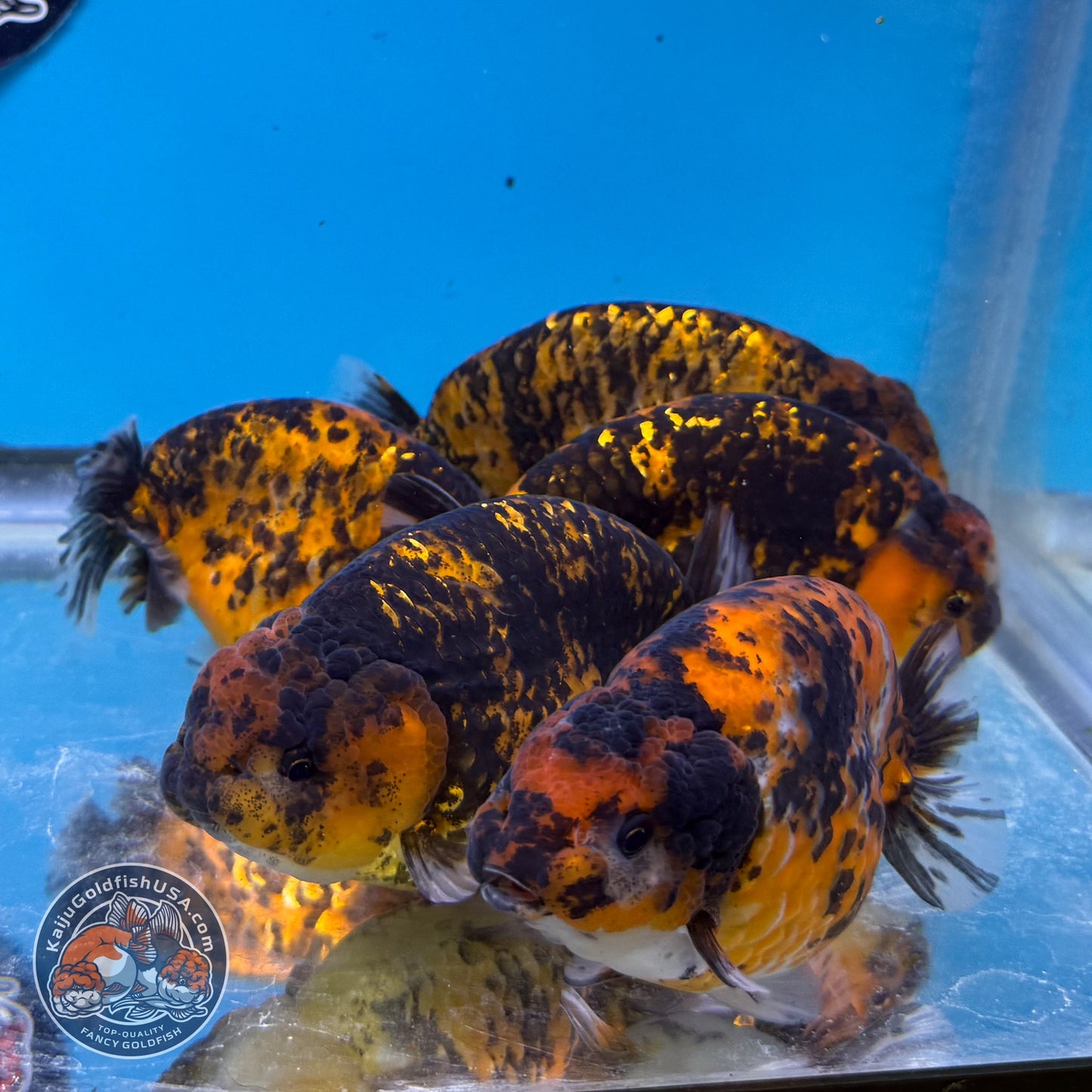 Red Tiger Ranchu 3.5-4 inch Body (260814_RC07) | We pick, you save!