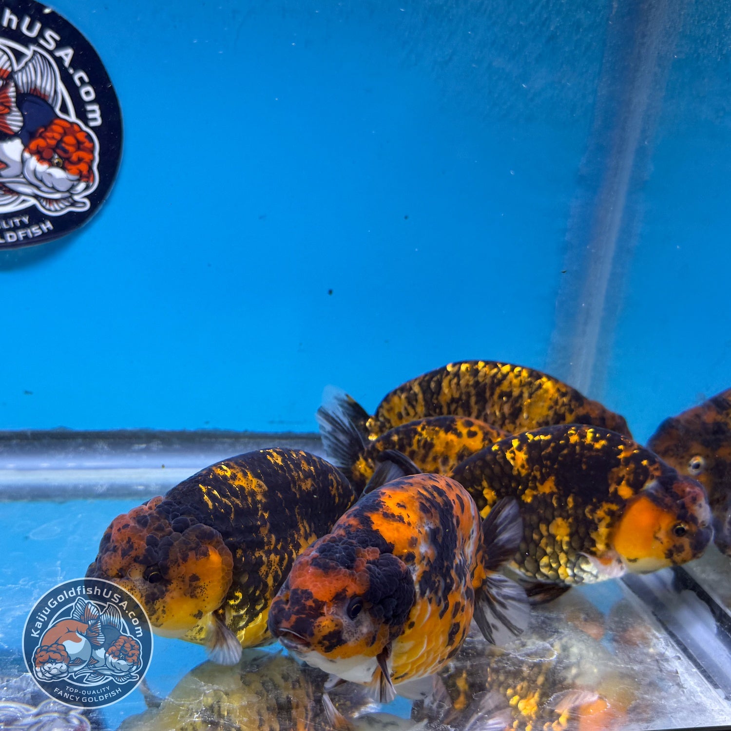 Red Tiger Ranchu 3.5-4 inch Body (260814_RC07) | We pick, you save!